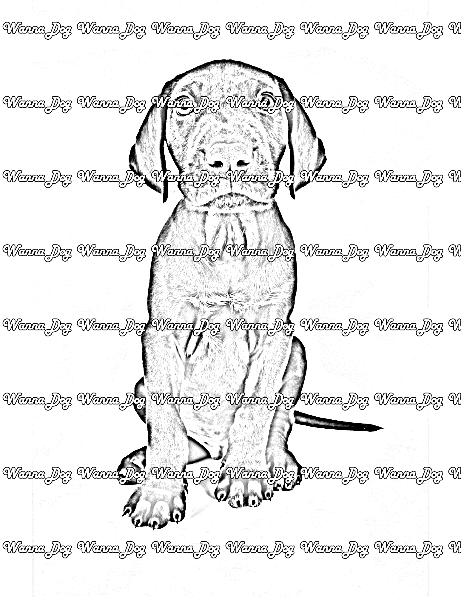 German Shorthaired Pointer Coloring Pages of a German Shorthaired Pointer posing for the camera