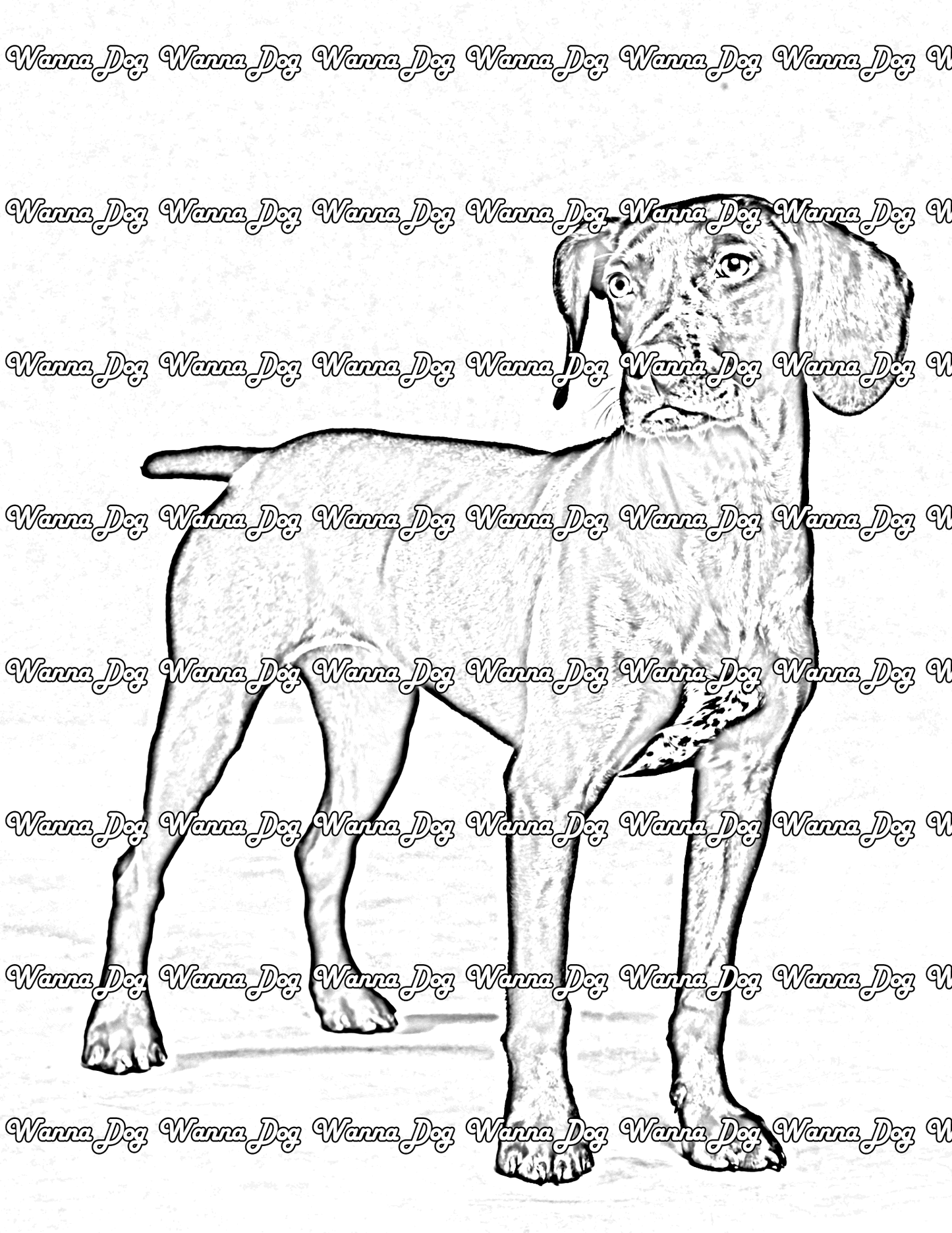 German Shorthaired Pointer Coloring Pages of a German Shorthaired Pointer standing