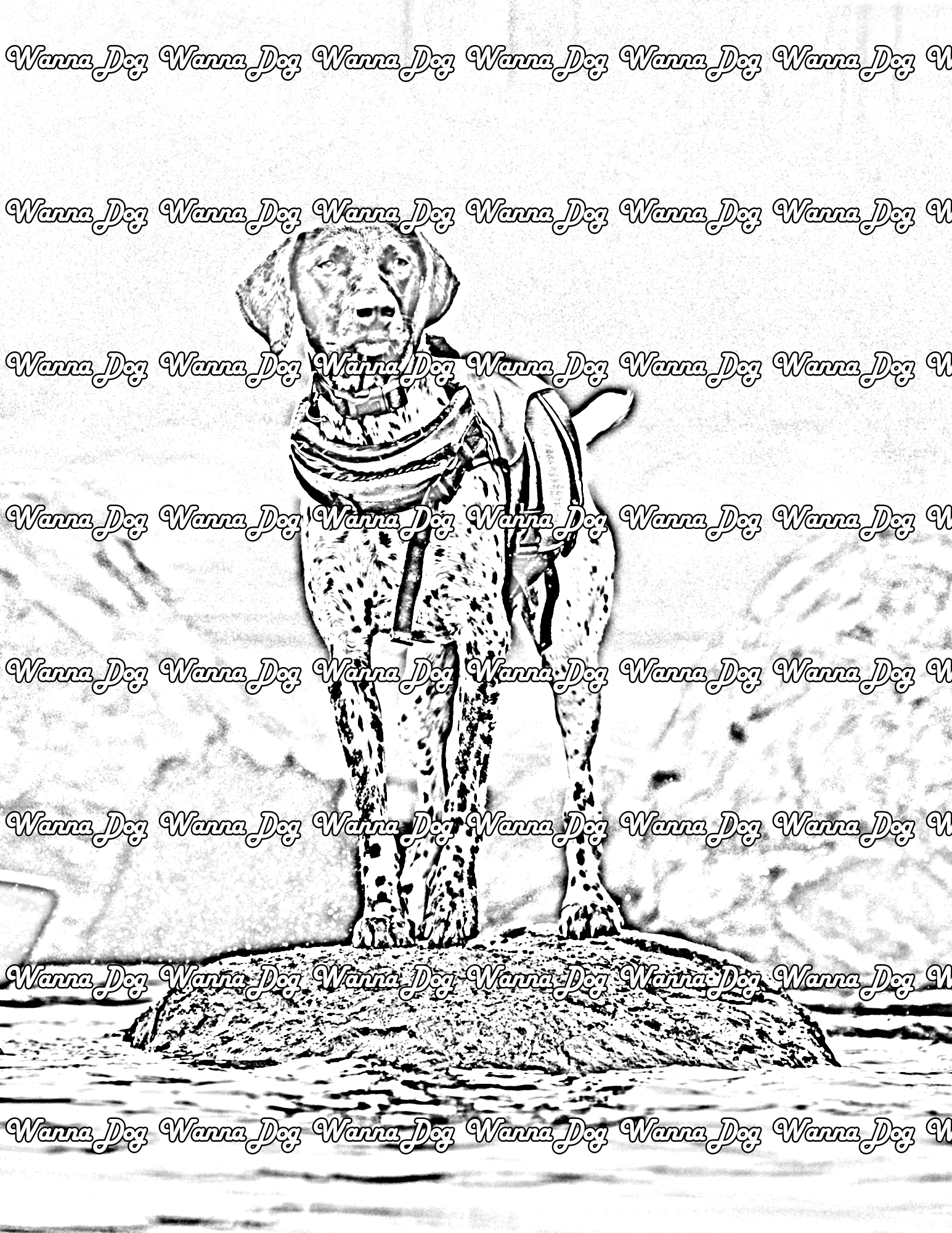 German Shorthaired Pointer Coloring Pages of a German Shorthaired Pointer standing outside in a creek