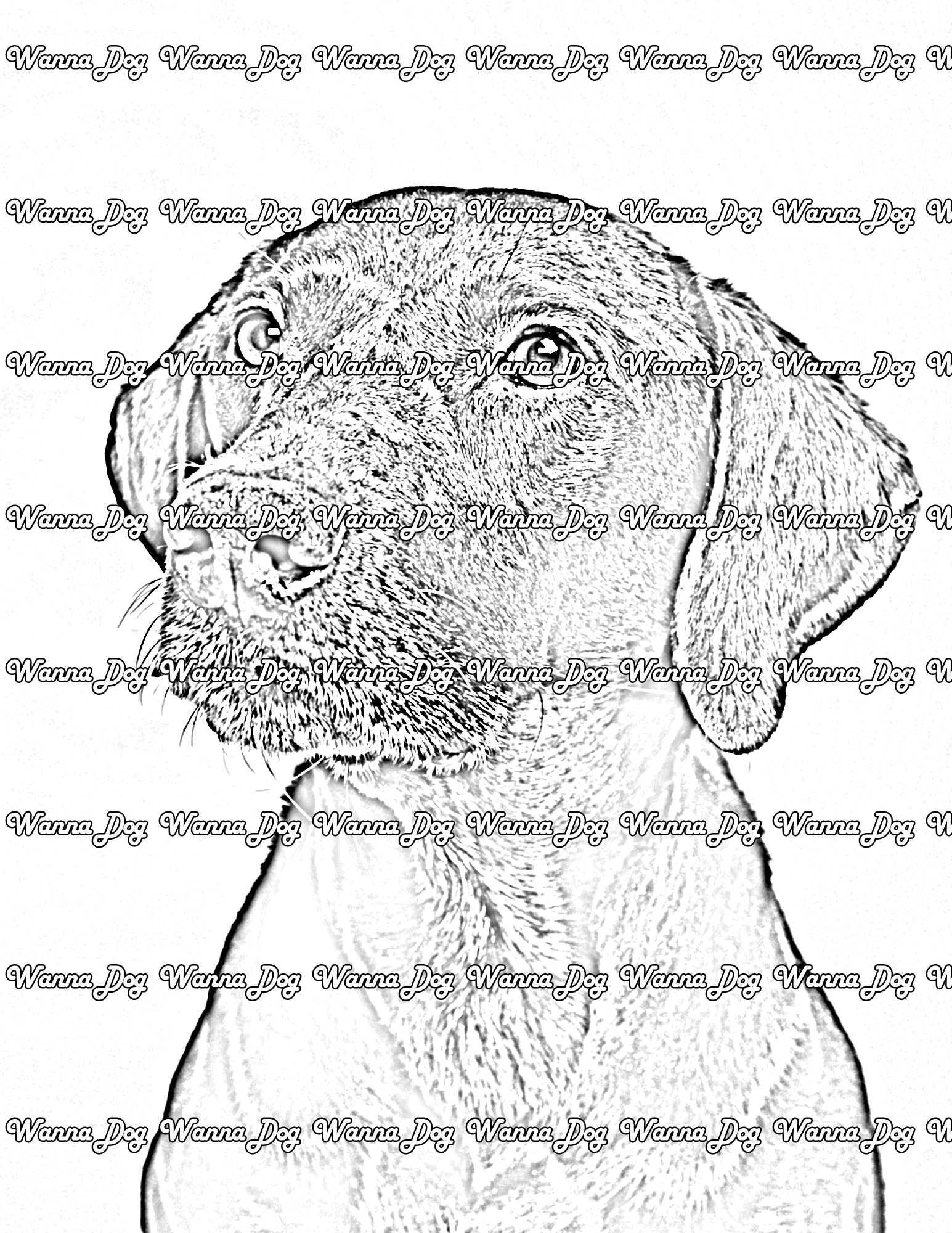German Shorthaired Pointer Coloring Pages of a German Shorthaired Pointer puppy close up