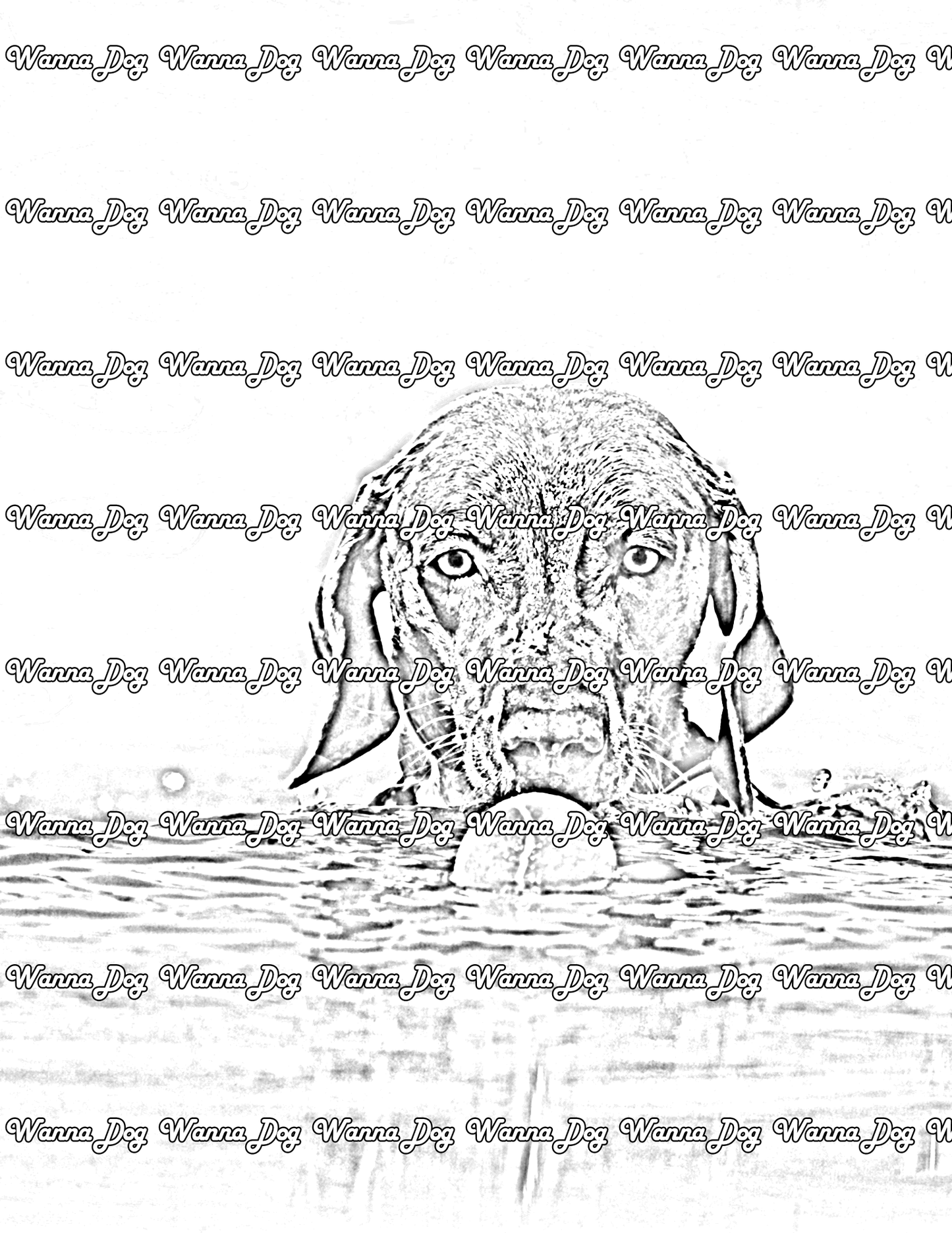 German Shorthaired Pointer Coloring Pages of a German Shorthaired Pointer swimming with a tennis ball