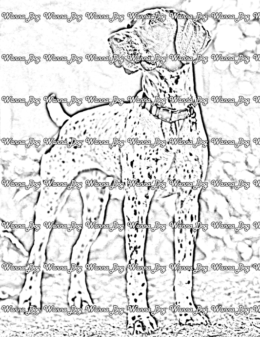 German Shorthaired Pointer Coloring Pages of a German Shorthaired Pointer standing outside