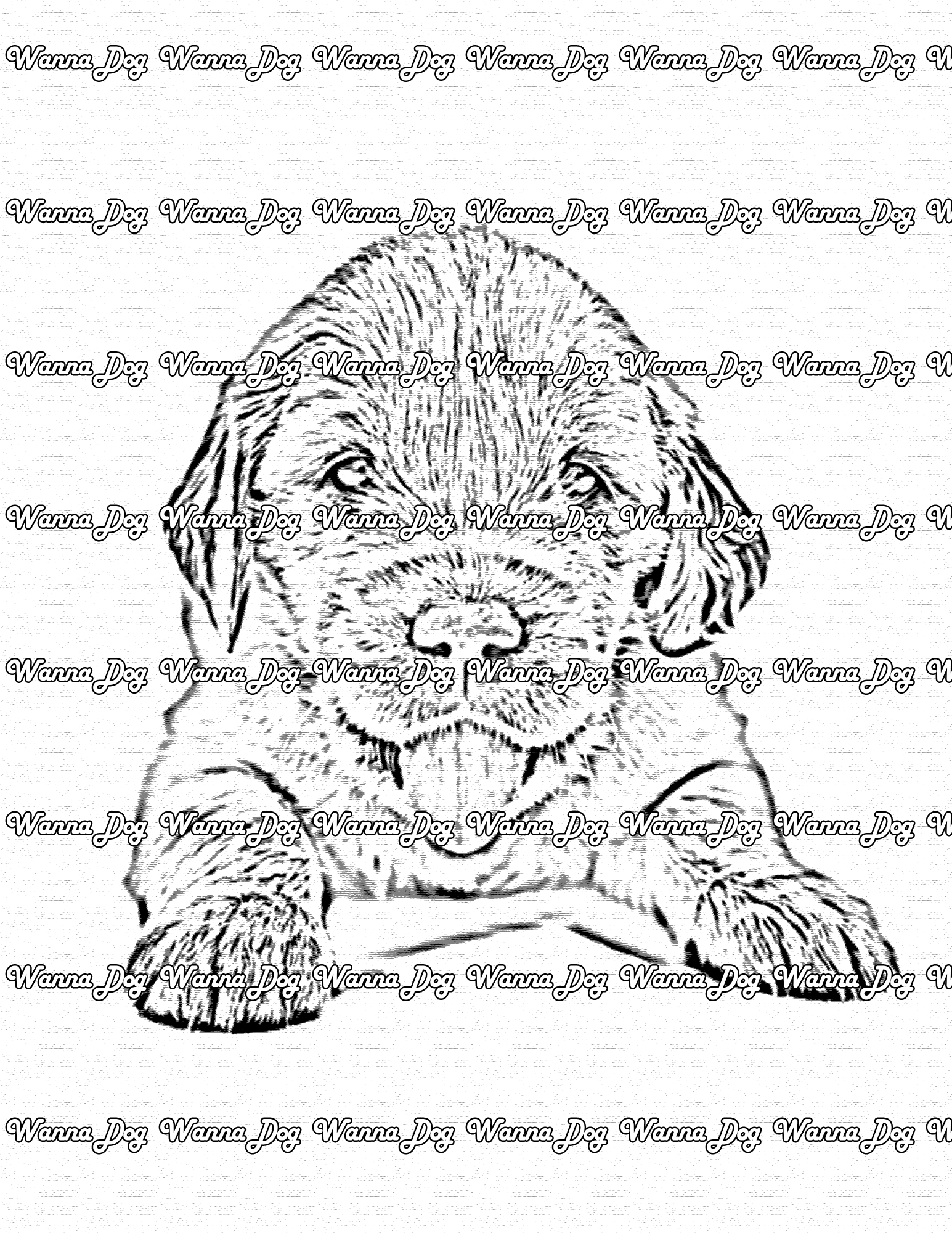 Golden Retriever Puppy Coloring Page of a Golden Retriever Puppy laying down, looking at the camera with their tongue out