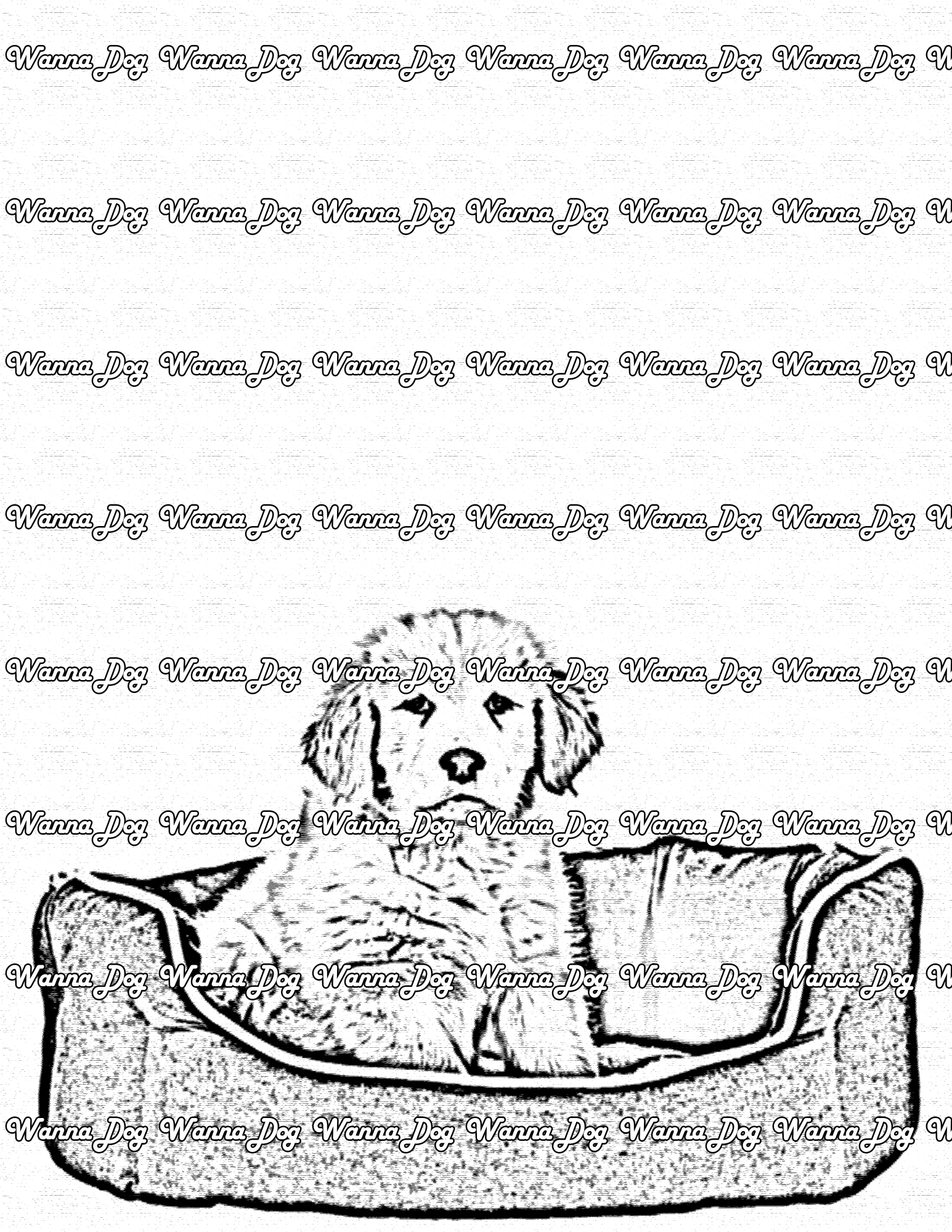 Golden Retriever Puppy Coloring Page of a Golden Retriever Puppy sitting in a dog bed