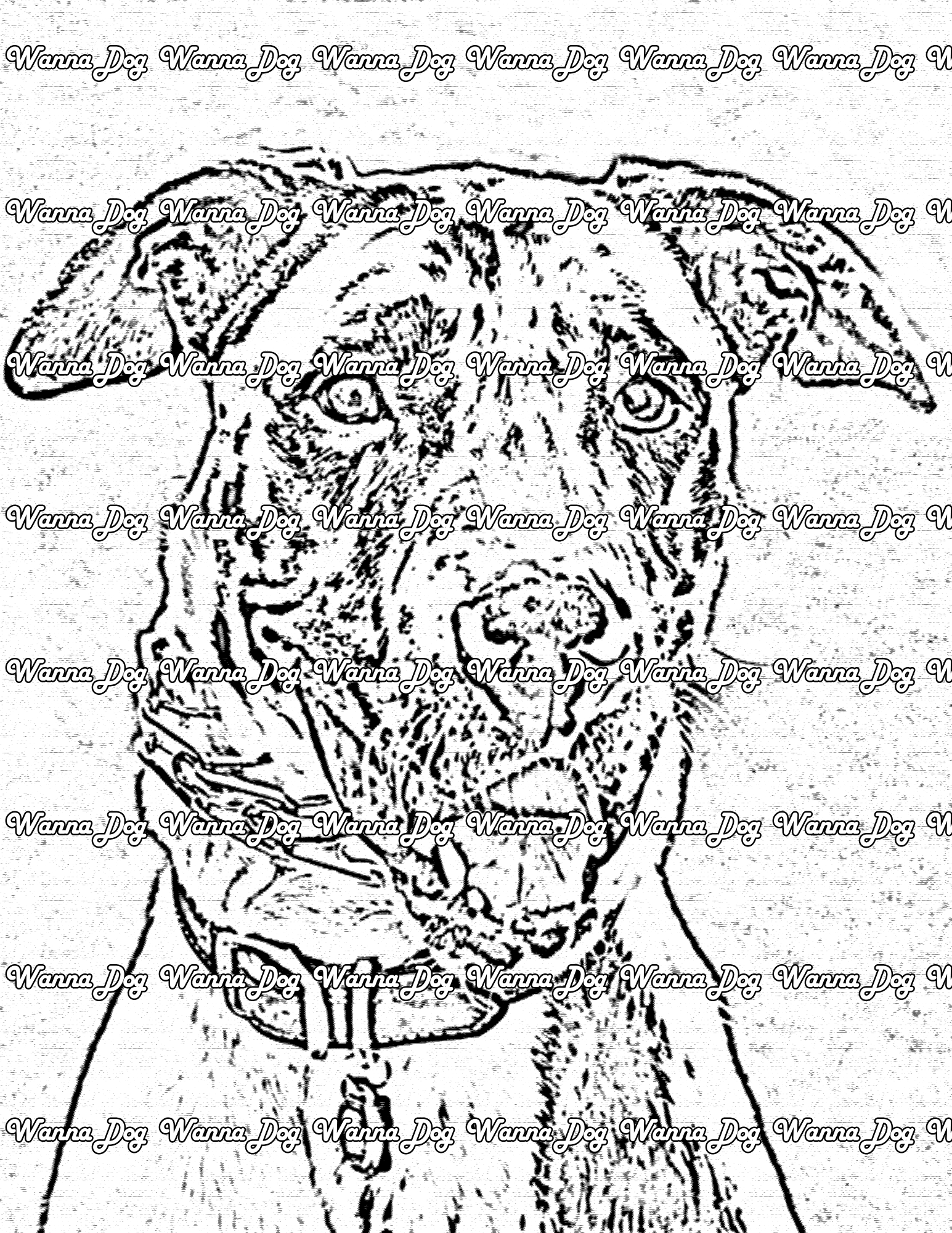 Great Dane Coloring Page of a Great Dane close up with their tongue out