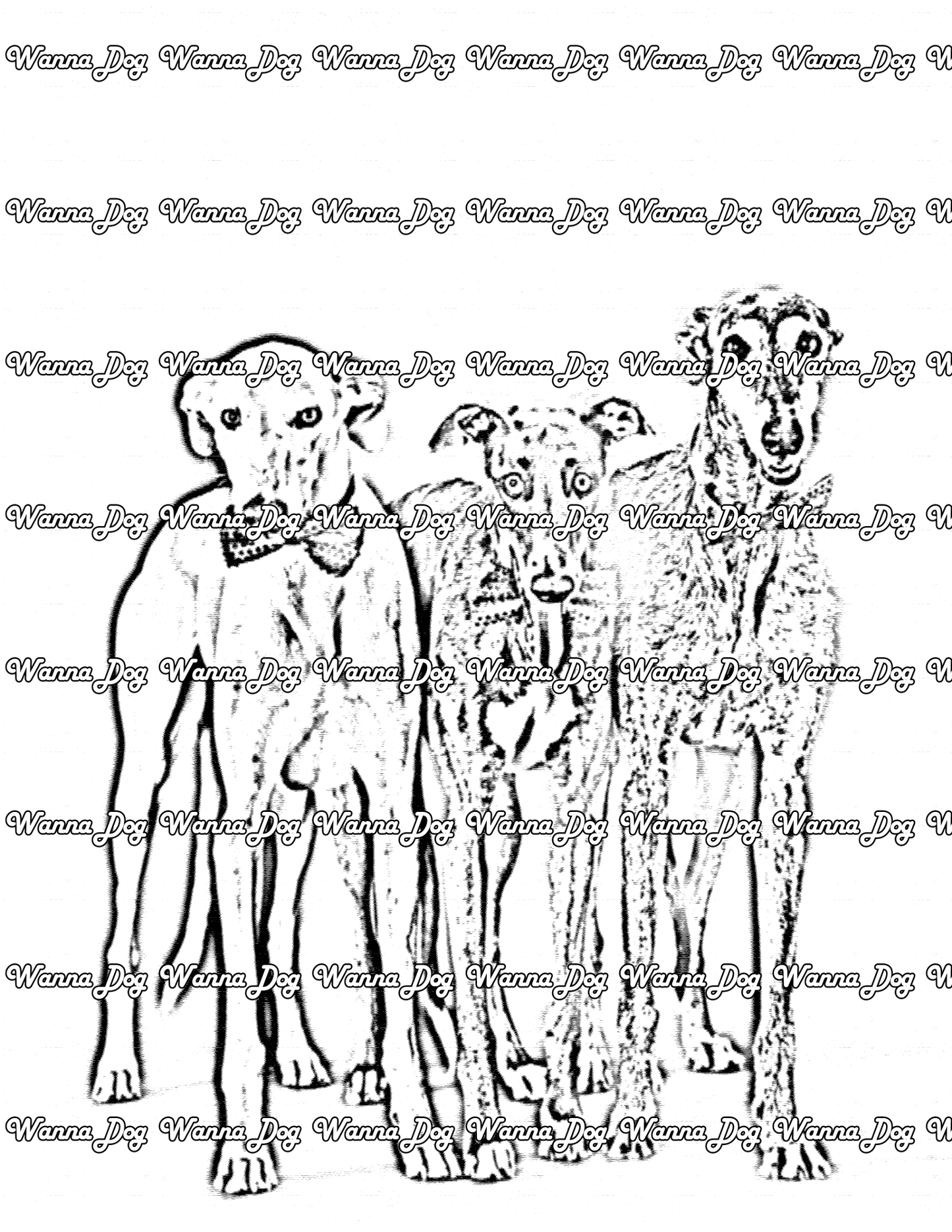 Greyhound Coloring Page of three Greyhounds