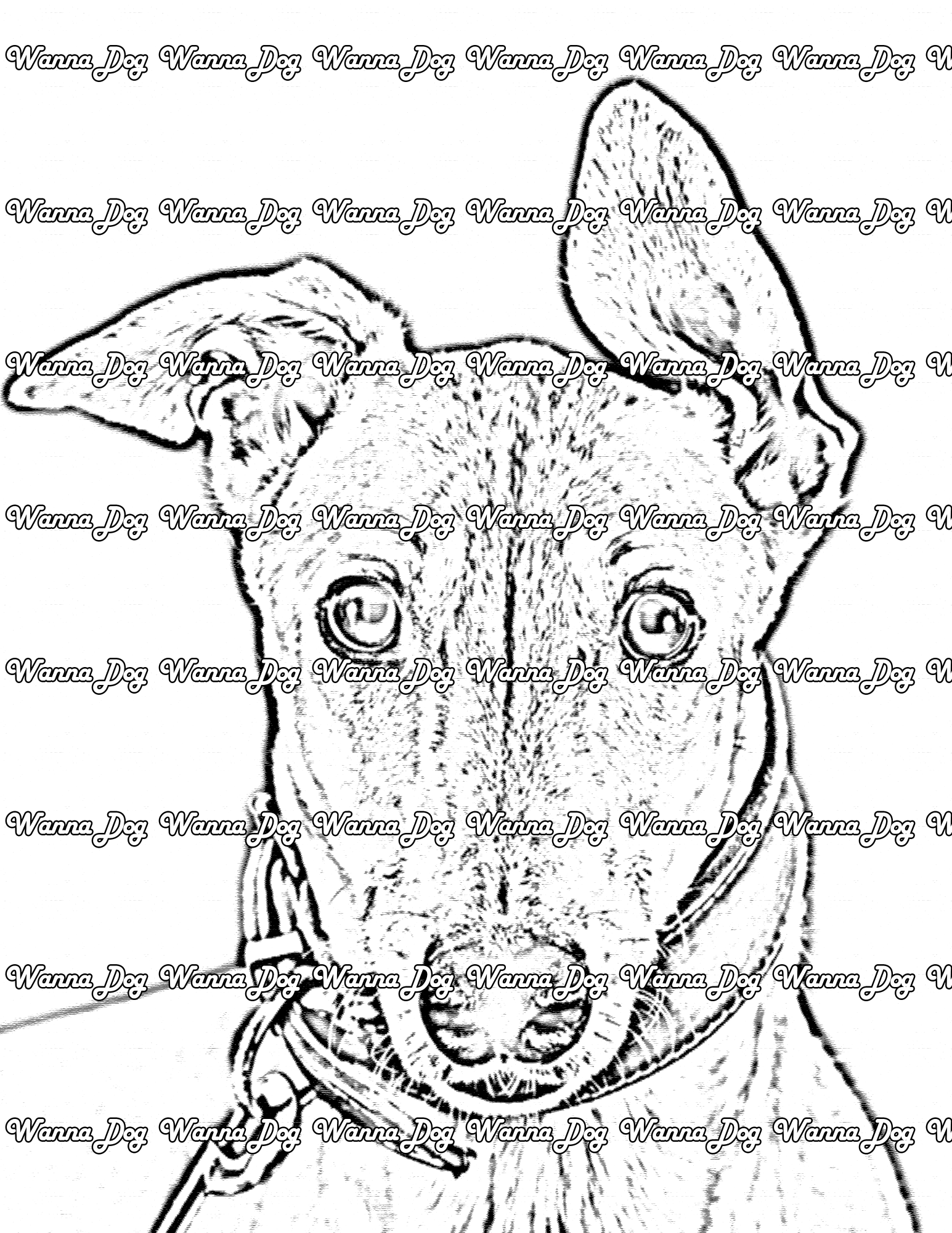 Greyhound Coloring Page of a Greyhound close up