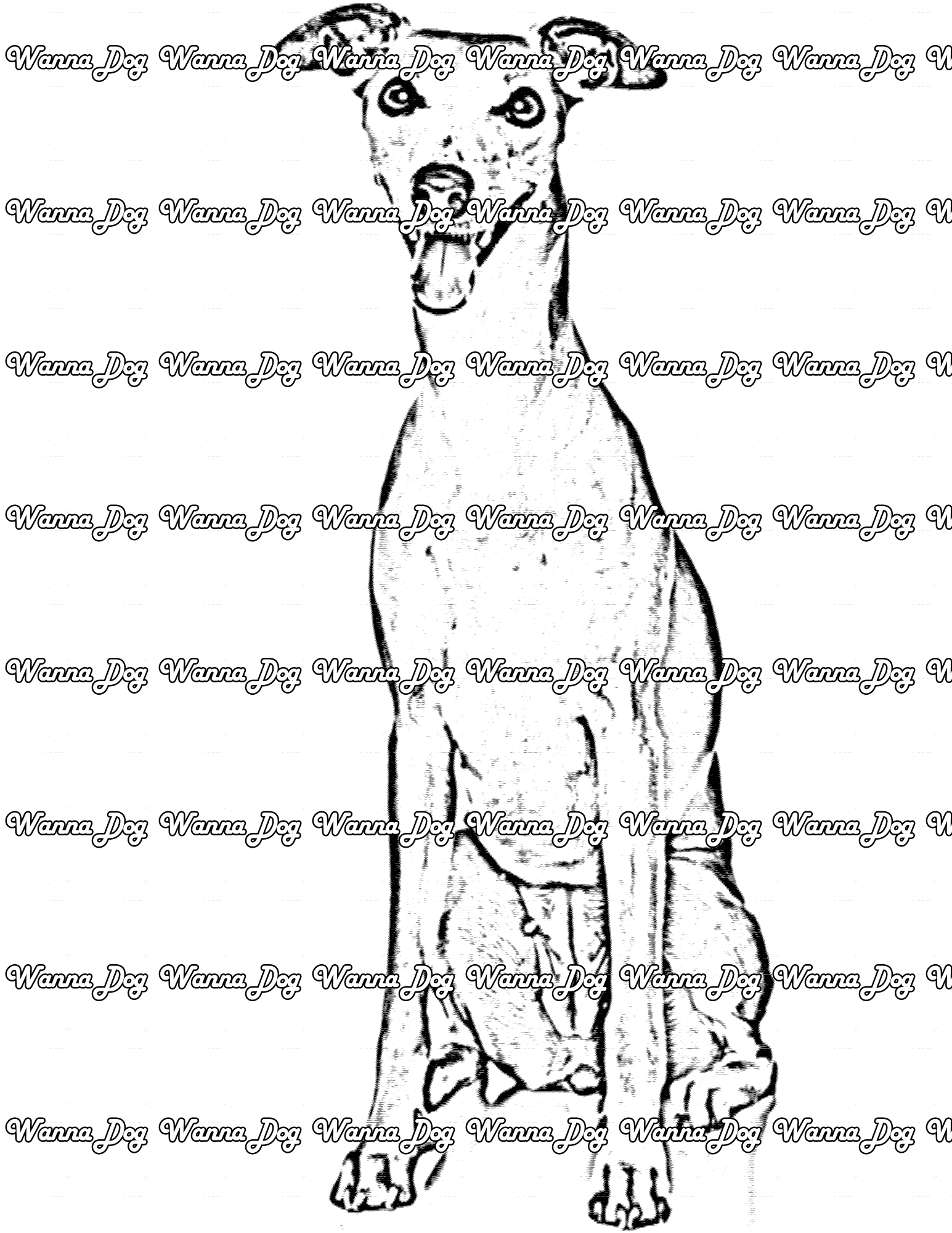 Greyhound Coloring Page of a Greyhound sitting with their tongue out