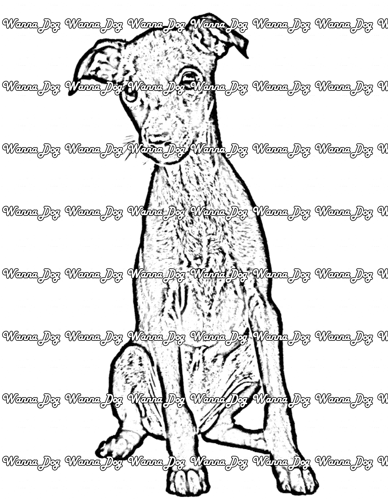 Greyhound Coloring Page of a Greyhound puppy sitting and posing