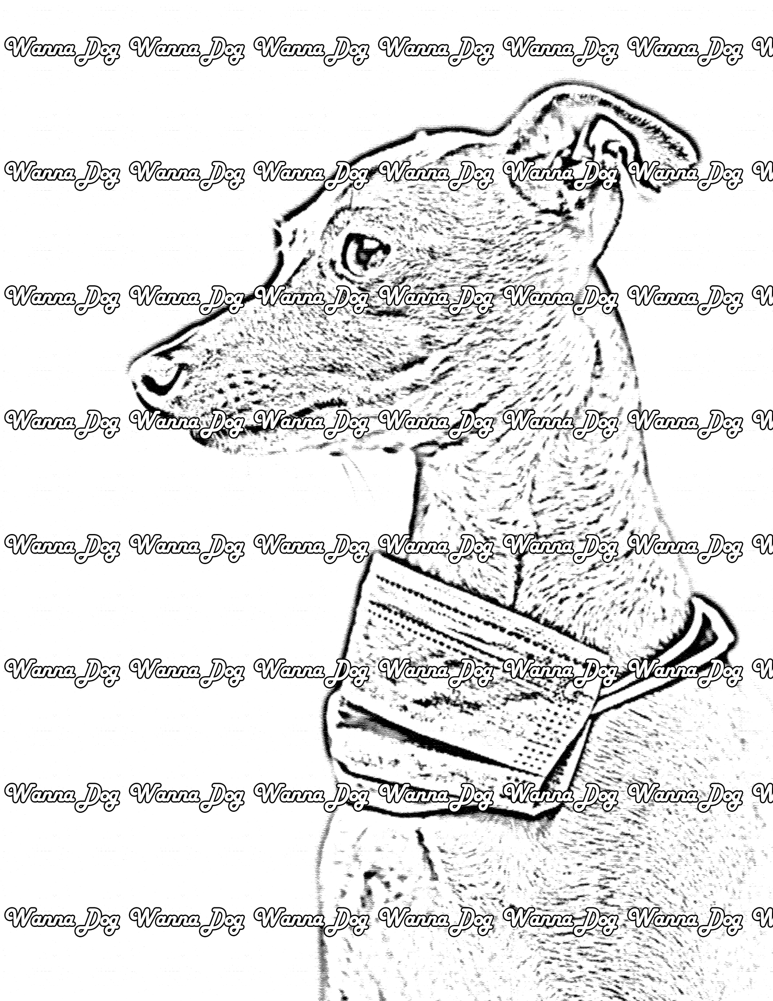 Greyhound Coloring Page of a Greyhound with a mask around their neck