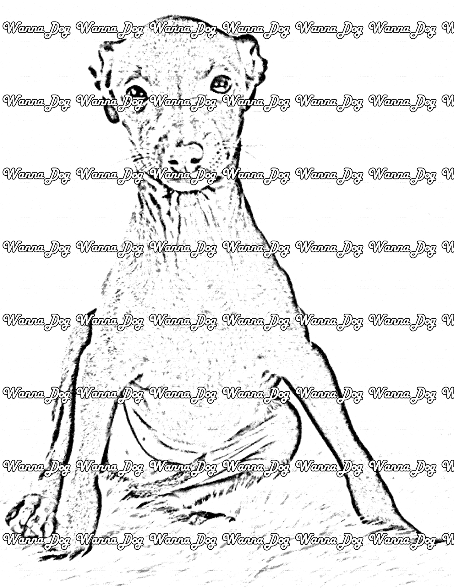 Greyhound Coloring Page of a Greyhound puppy sitting