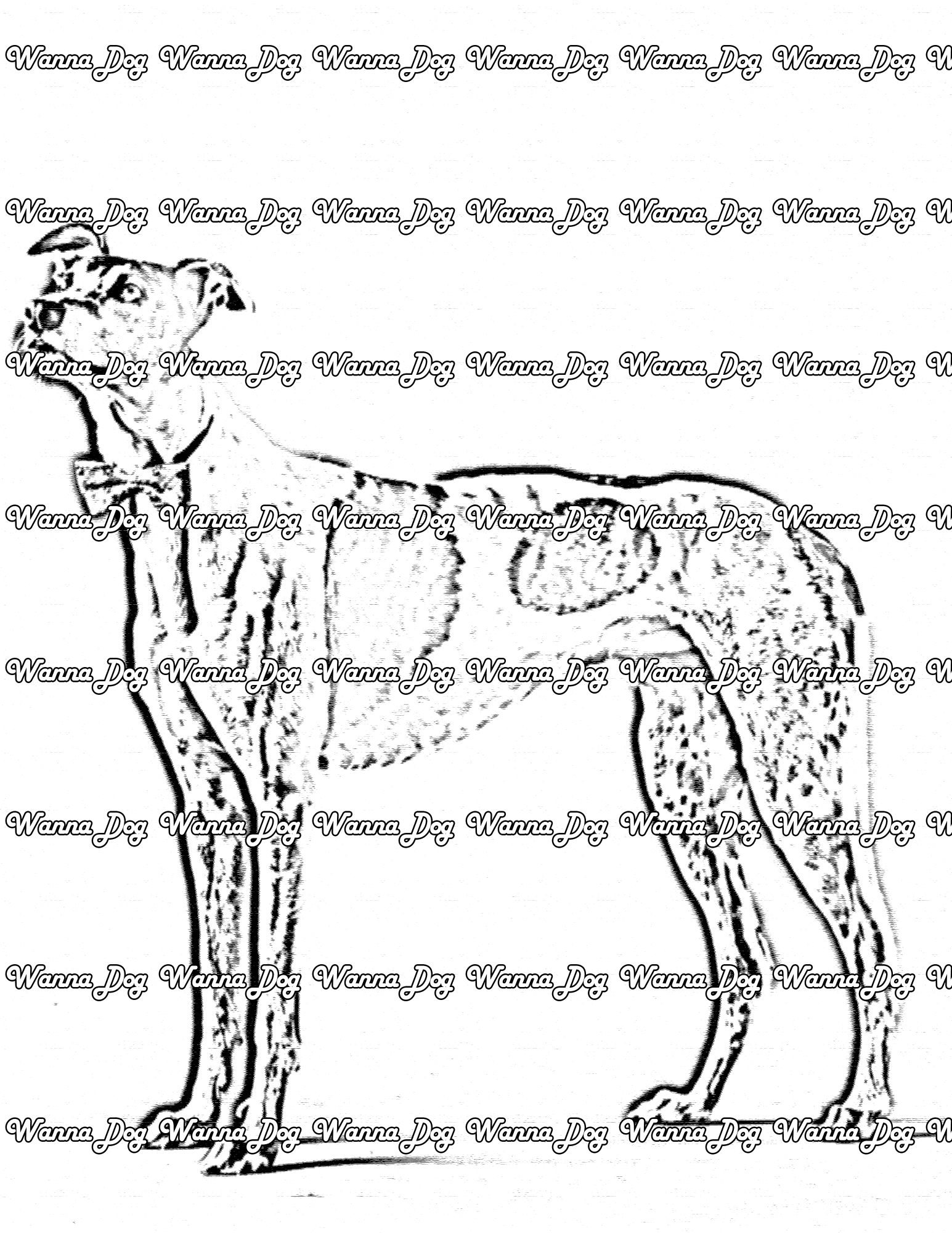 Greyhound Coloring Page of a Greyhound in a bowtie