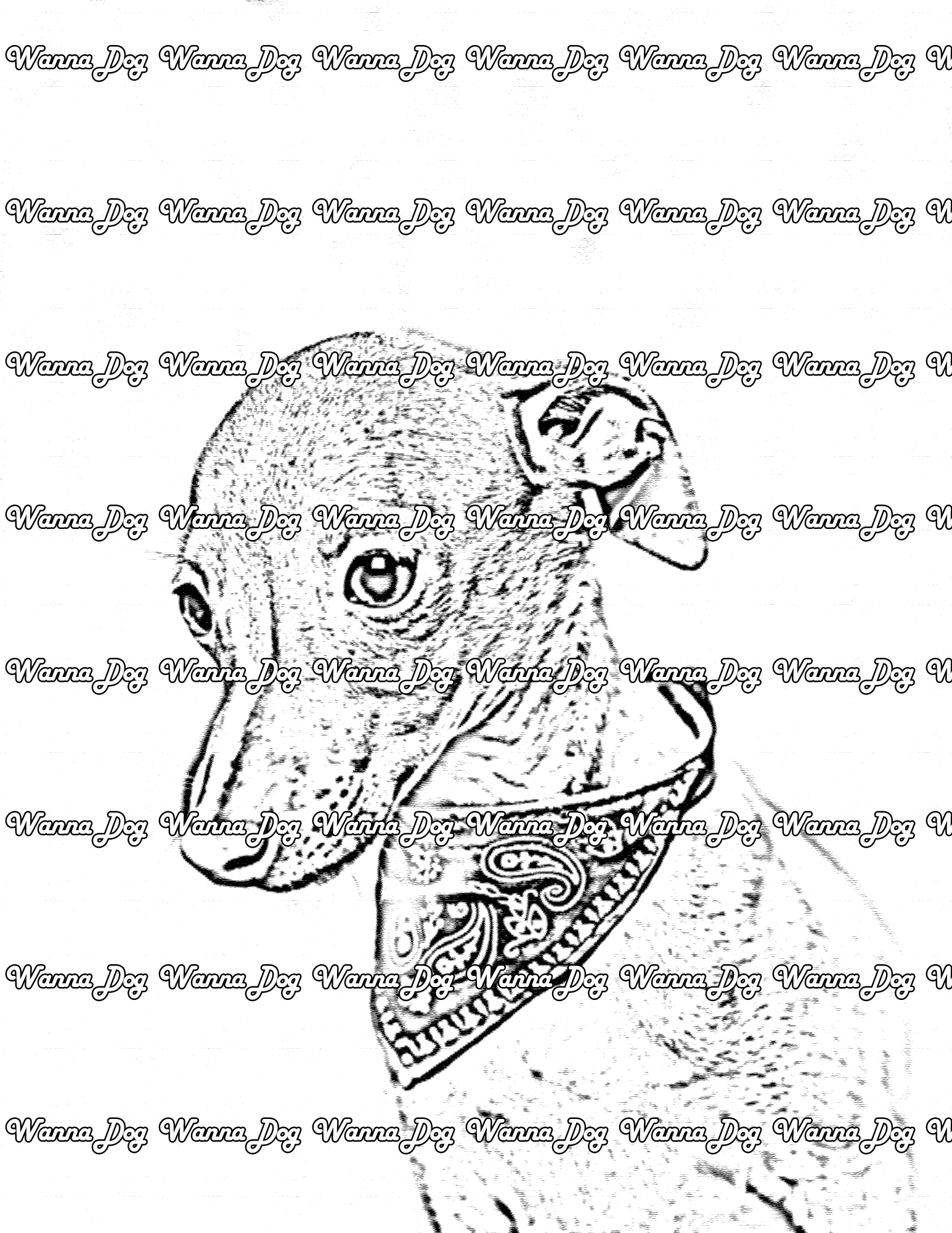 Greyhound Coloring Page of a Greyhound wearing a bandana
