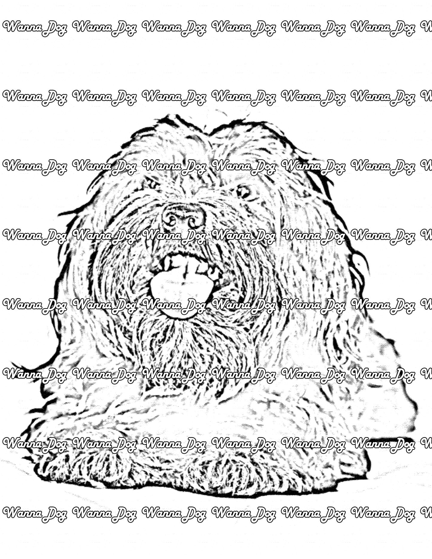 Havanese Coloring Page of a Havanese laying down with their tongue out