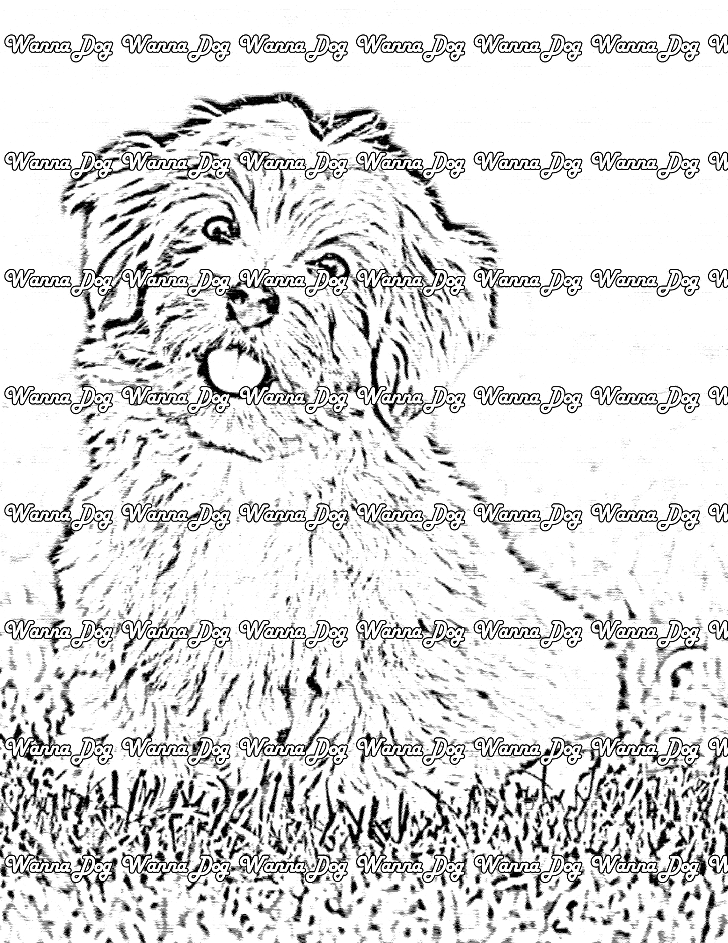 Havanese Coloring Page of a Havanese in grass with their tongue out