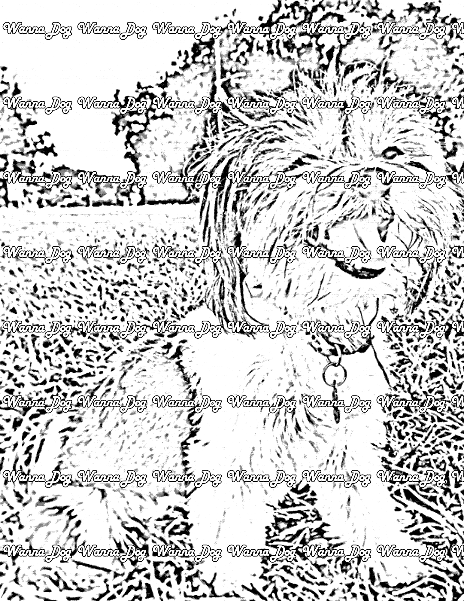 Havanese Coloring Page of a Havanese sitting in grass