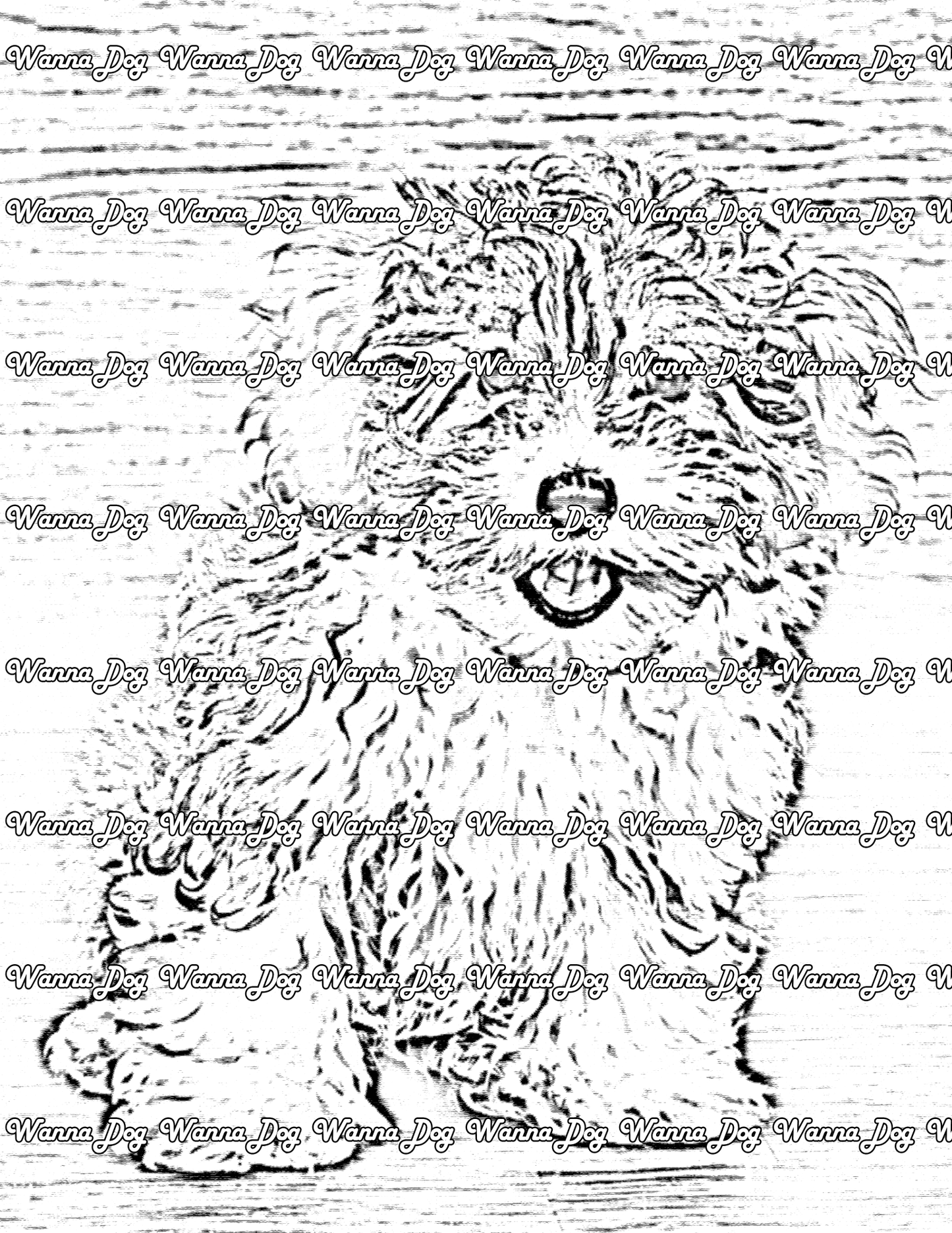 Havanese Coloring Page of a Havanese posing for the camera
