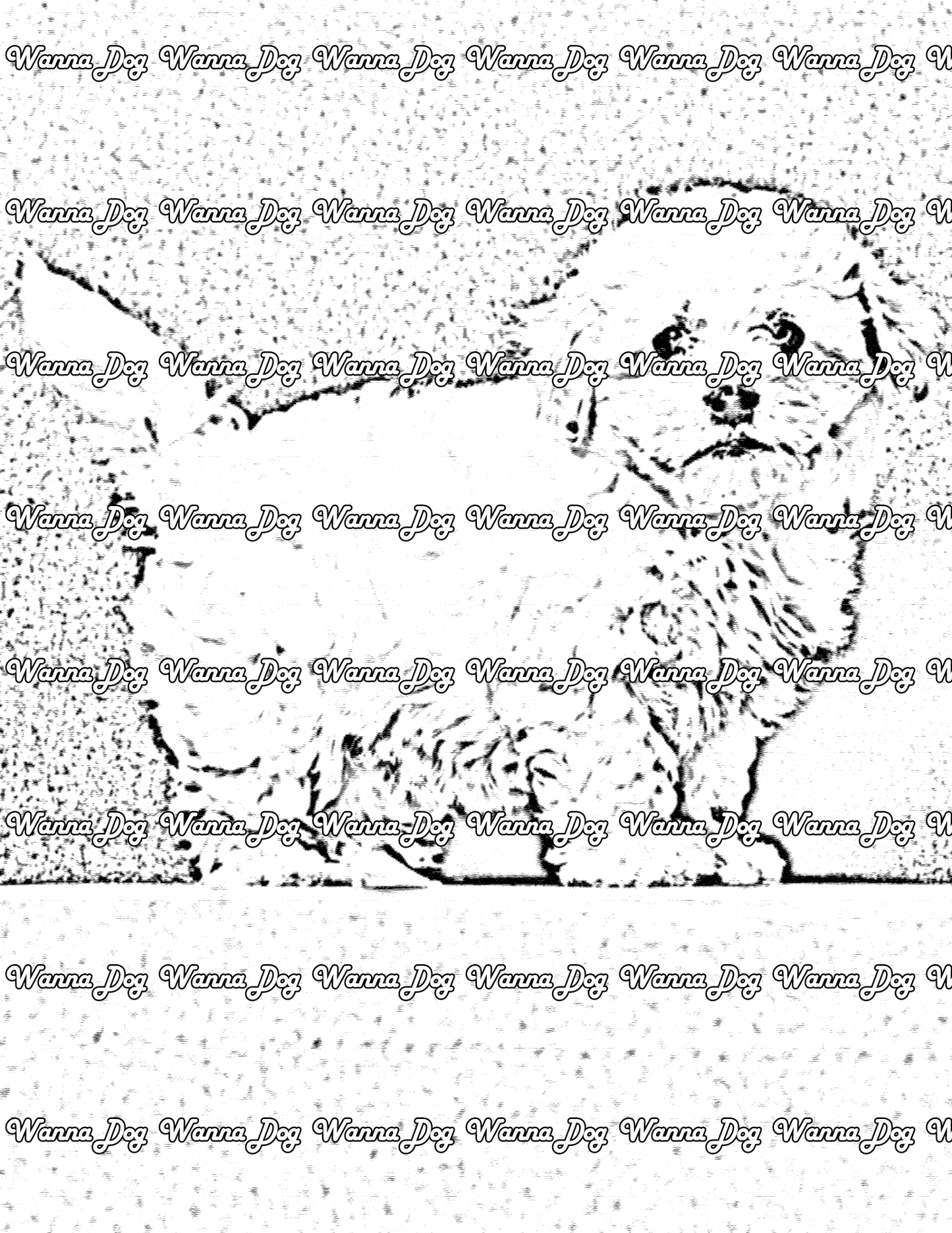 Havanese Coloring Page of a Havanese standing on a couch