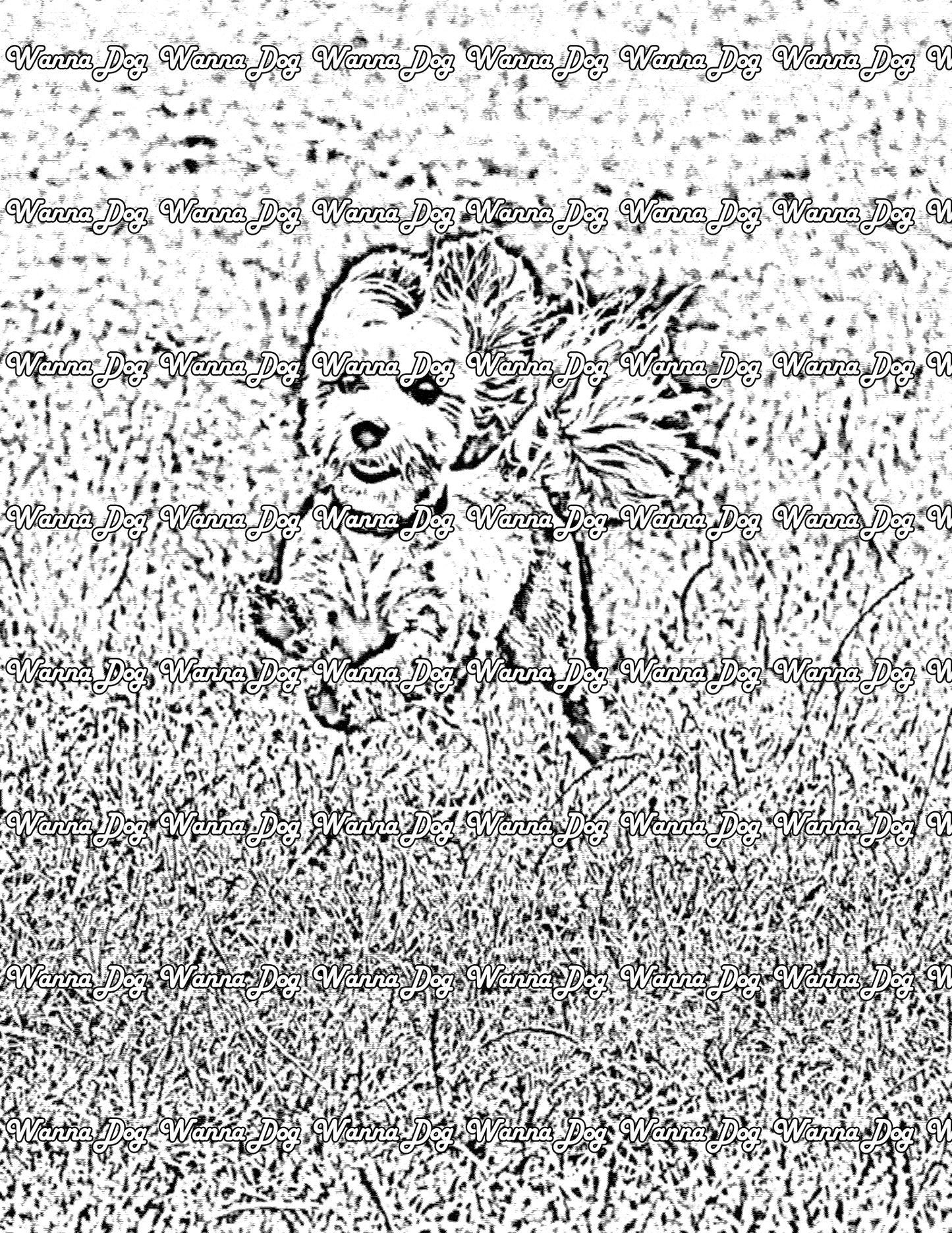 Havanese Coloring Page of a Havanese running and jumping on grass