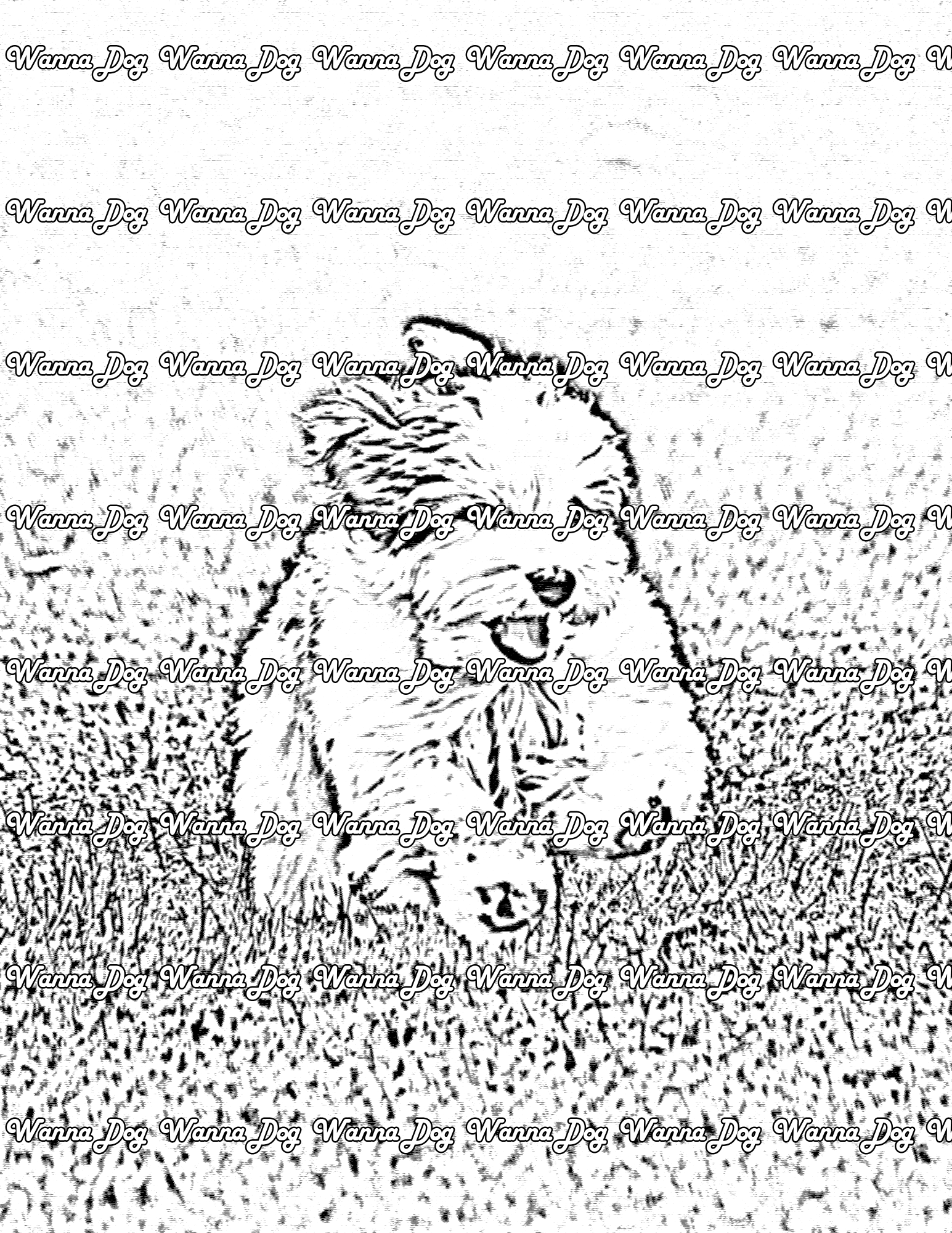 Havanese Coloring Page of a Havanese running