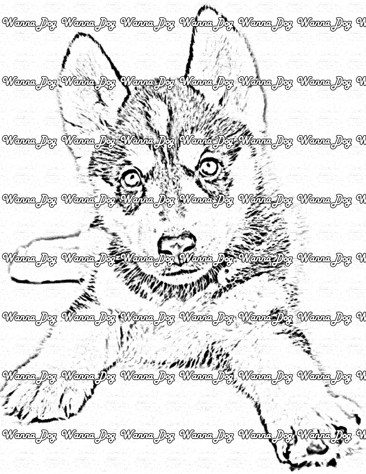 Husky Puppy Coloring Page of a Husky Puppy laying down looking at the camera