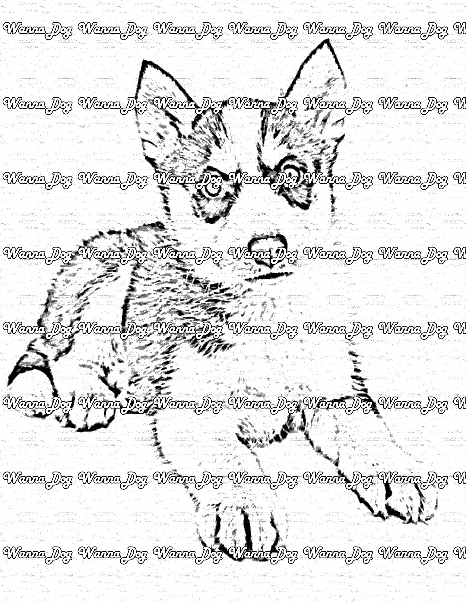 Husky Puppy Coloring Page of a Husky Puppy laying down being alert