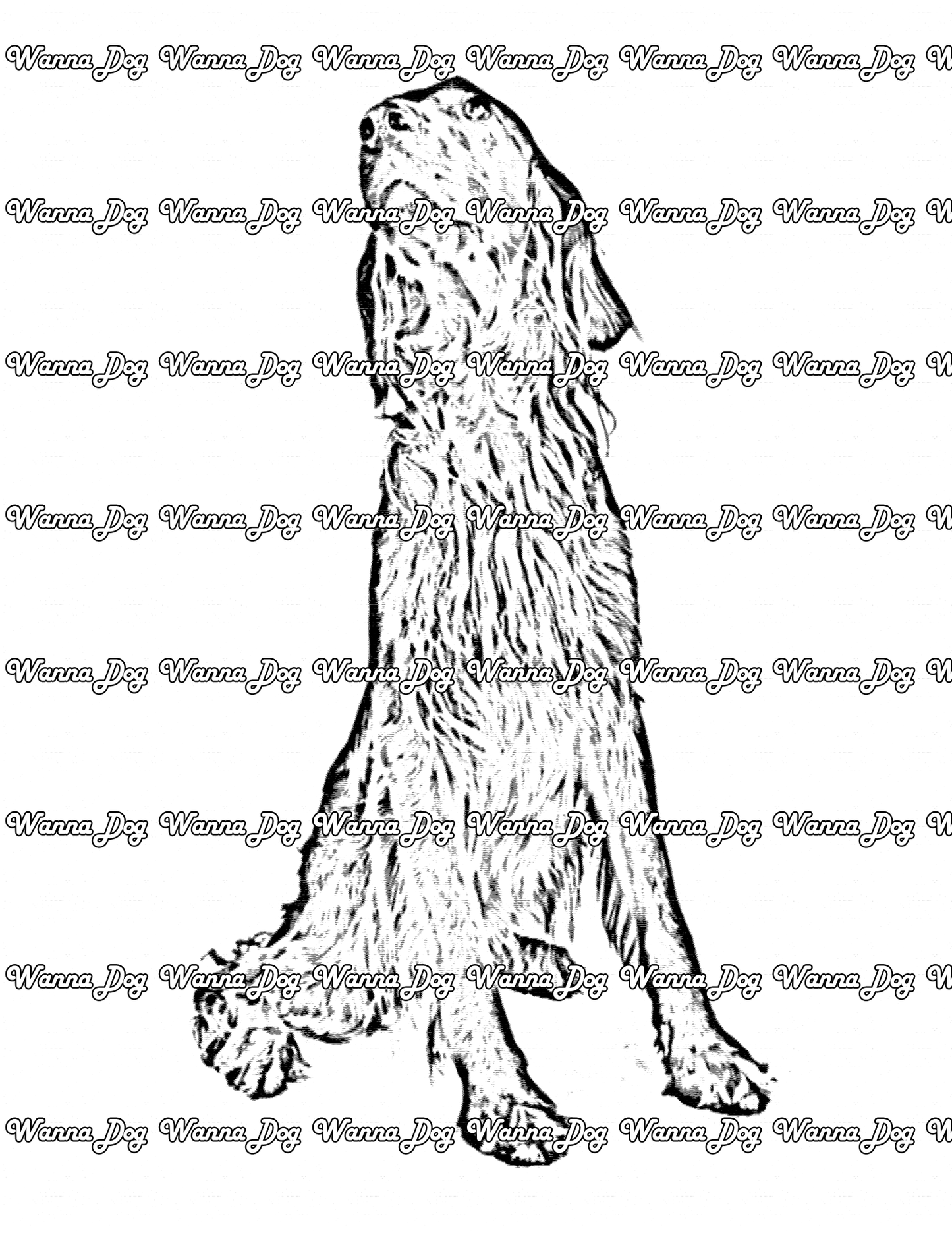 Irish Setter Coloring Page of a Irish Setter looking up