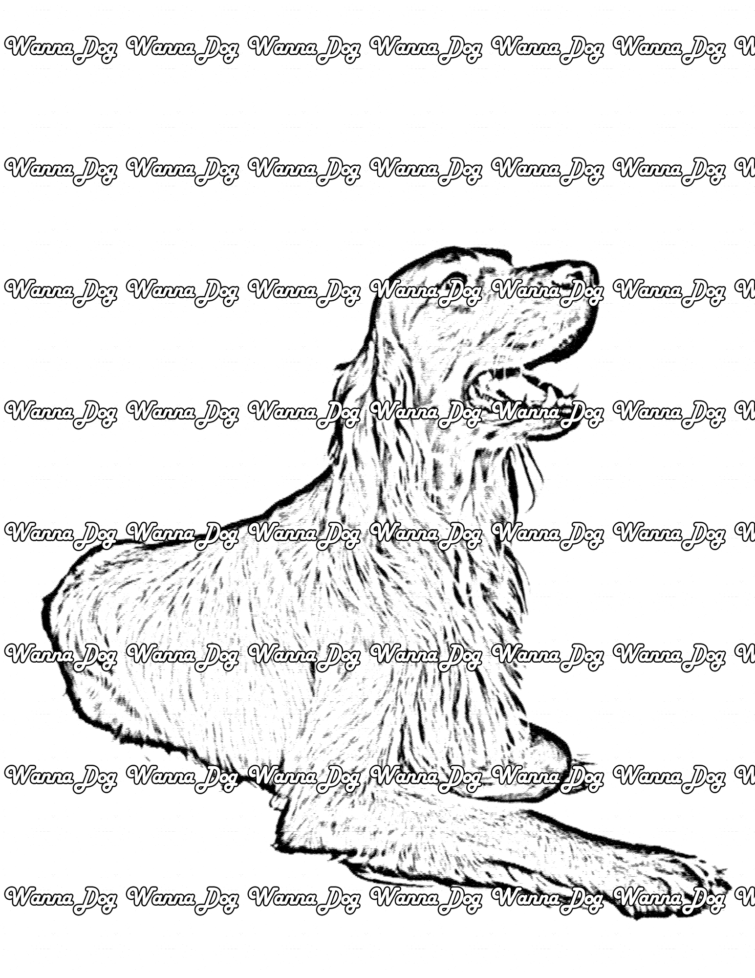 Irish Setter Coloring Page of a Irish Setter sitting down and looking up