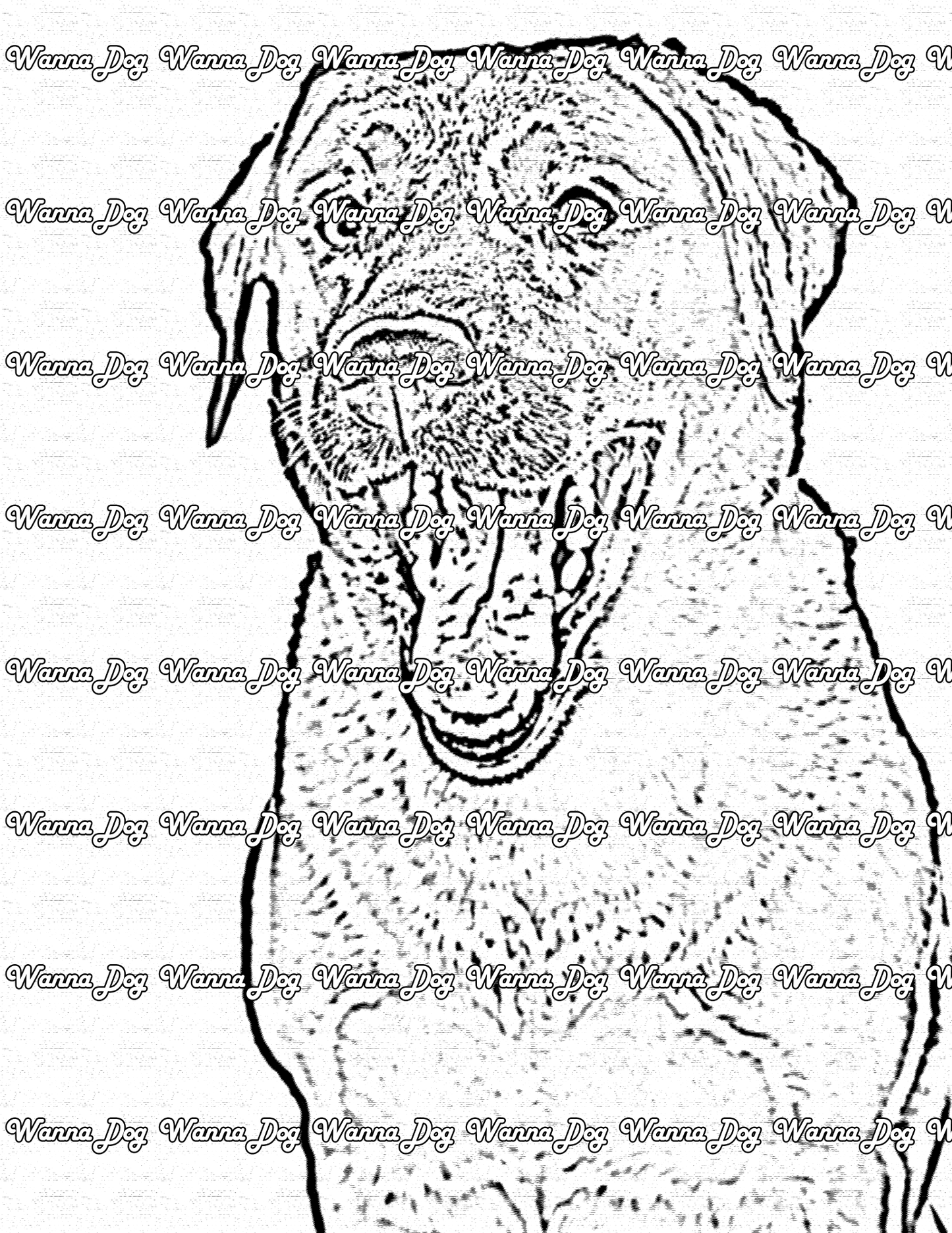 Labrador Coloring Page of a Labrador close with smiling with their tongue out