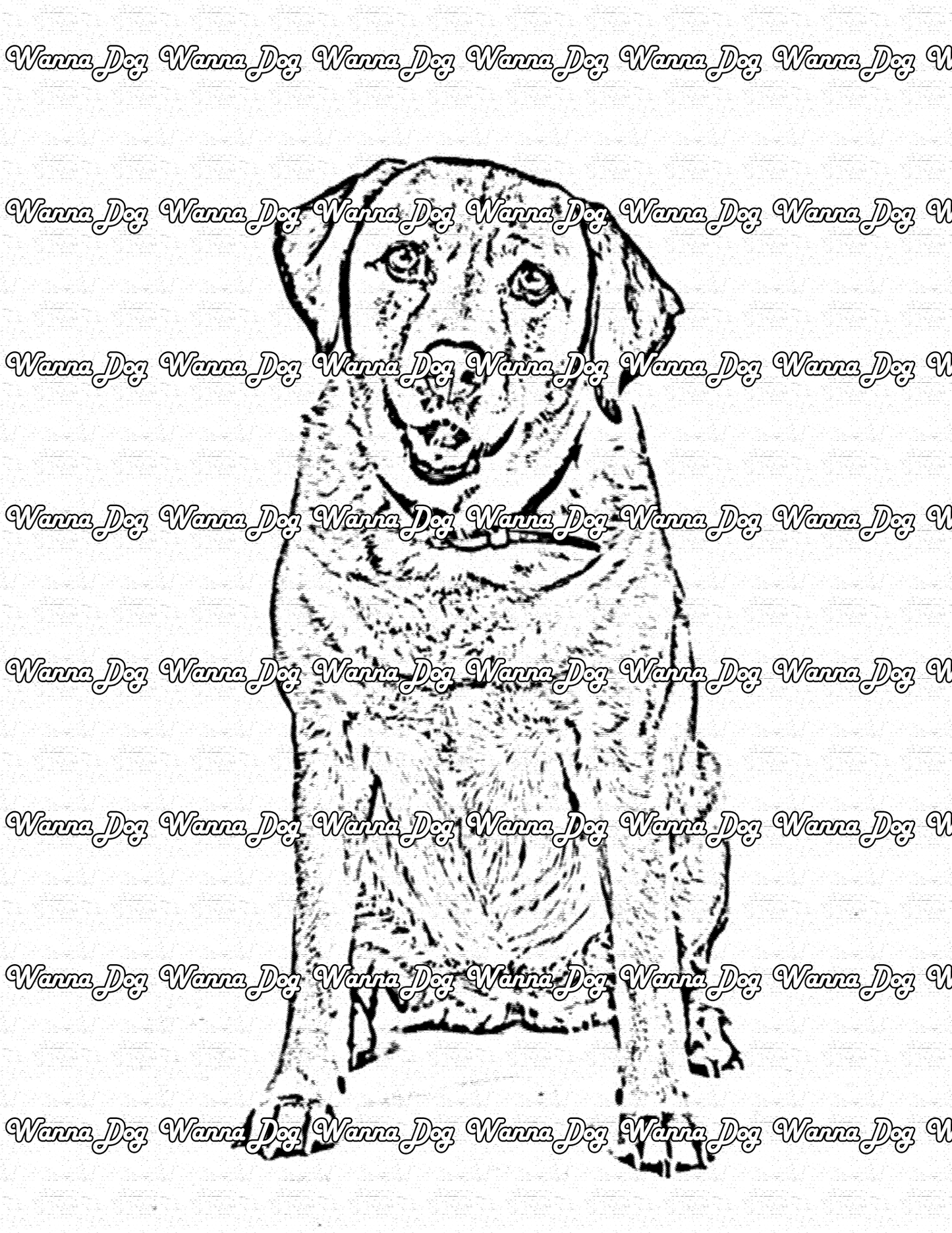 Labrador Coloring Page of a Labrador posing