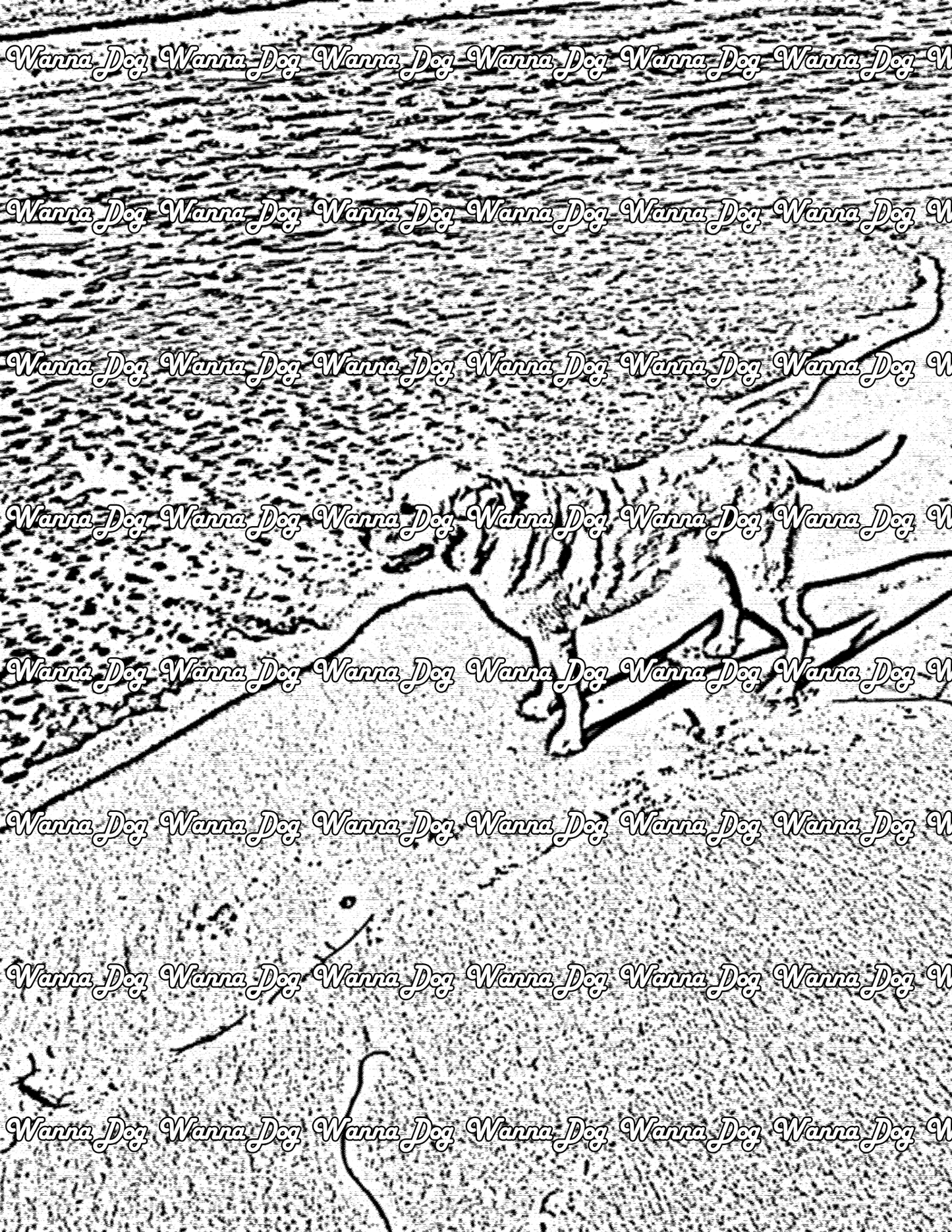Labrador Coloring Page of a Labrador at the beach, near the water