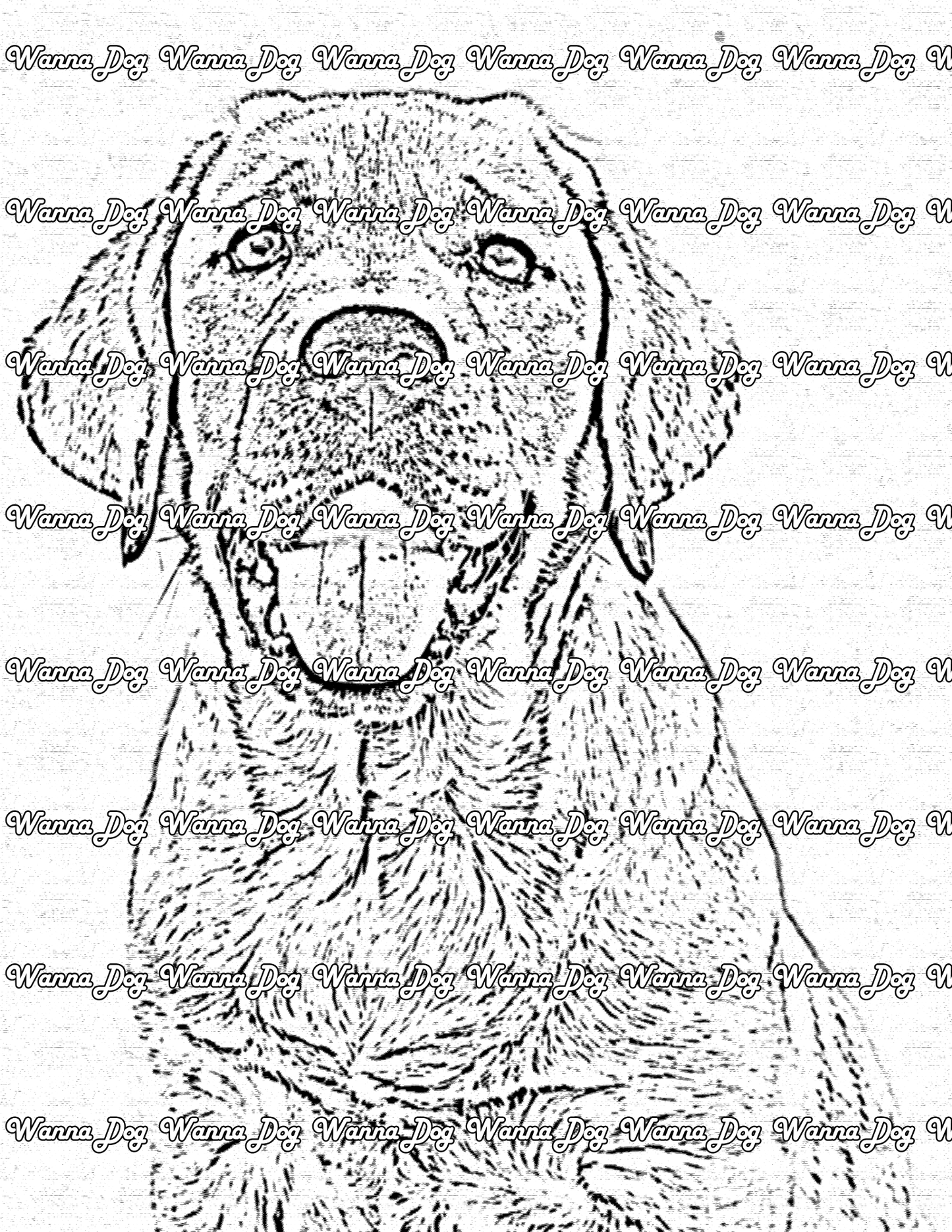 Labrador Coloring Page of a Labrador close up with their tongue out