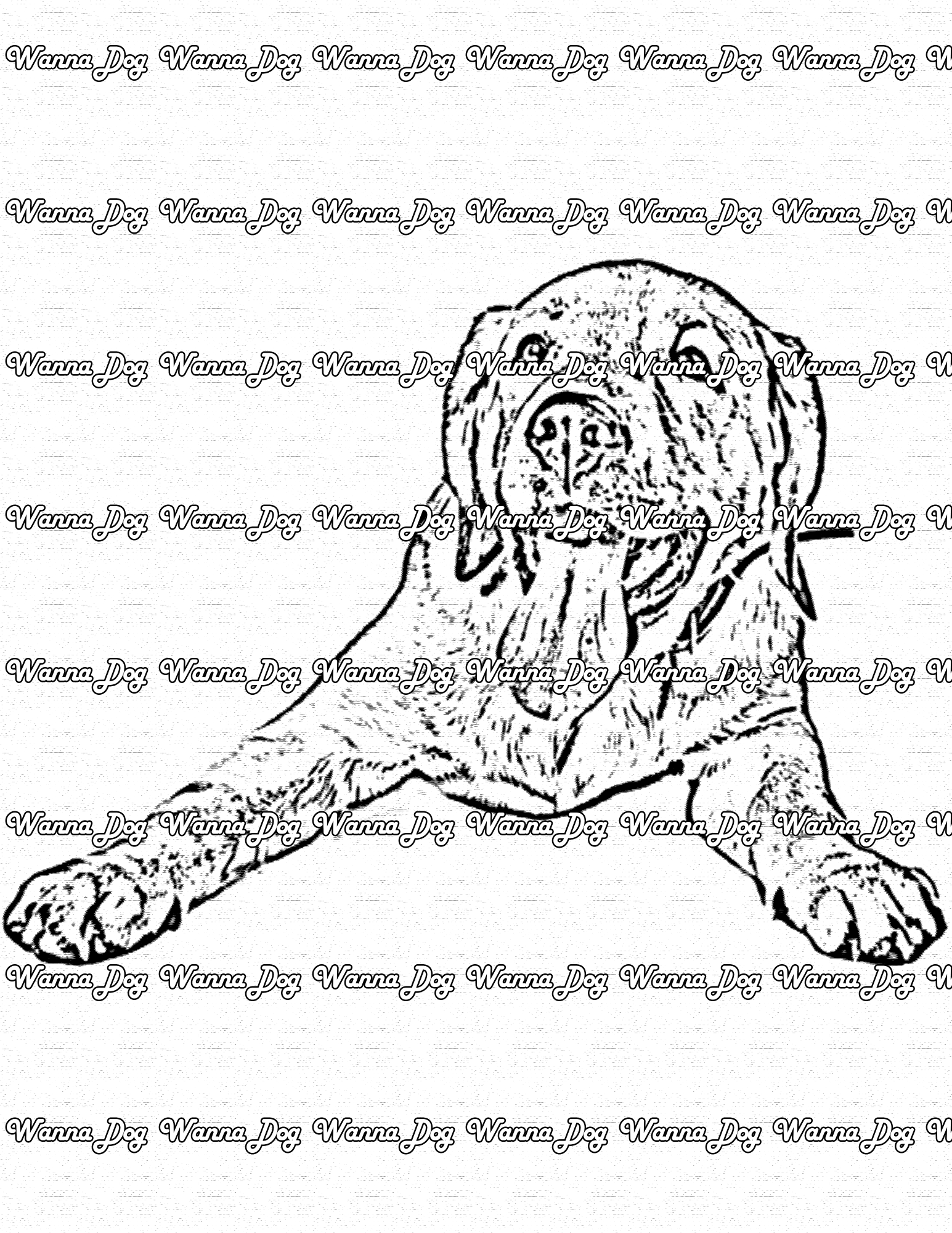 Labrador Coloring Page of a Labrador laying down with their tongue out