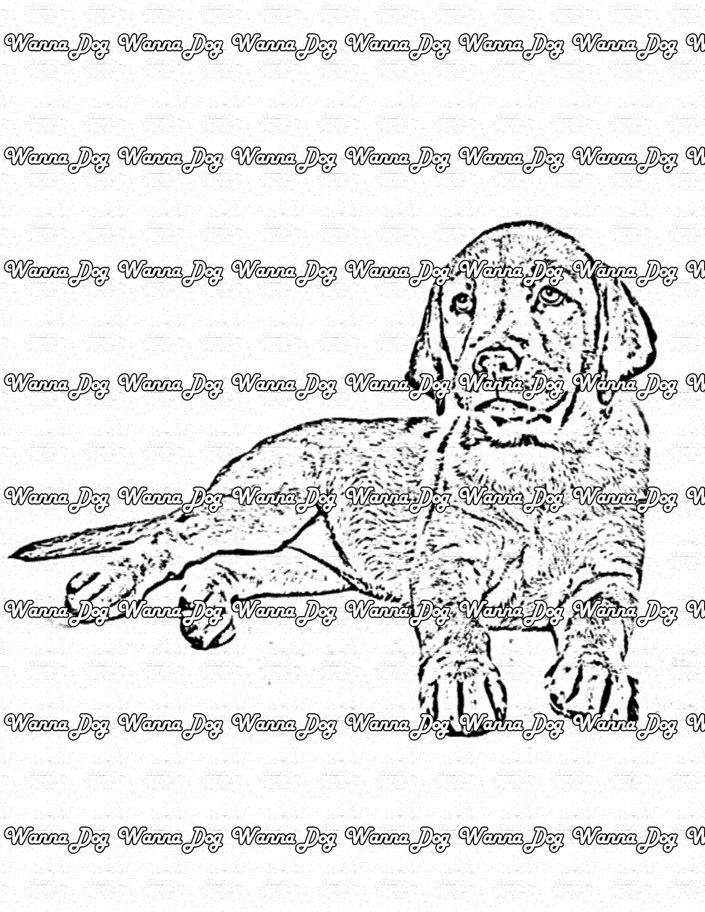 Labrador Retriever Coloring Page of a Labrador Retriever posing