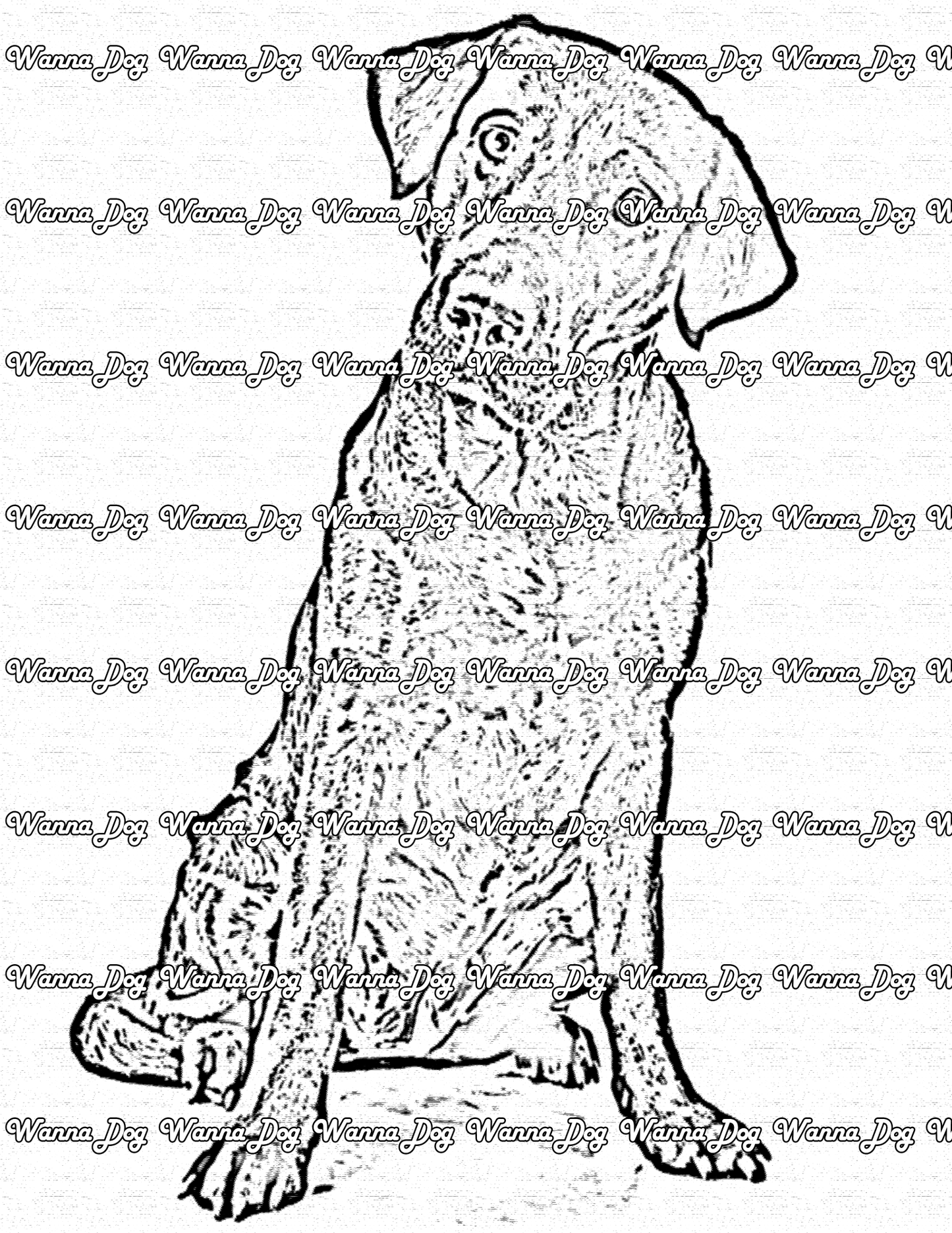 Labrador Retriever Coloring Page of a Labrador Retriever sitting with their head tilted