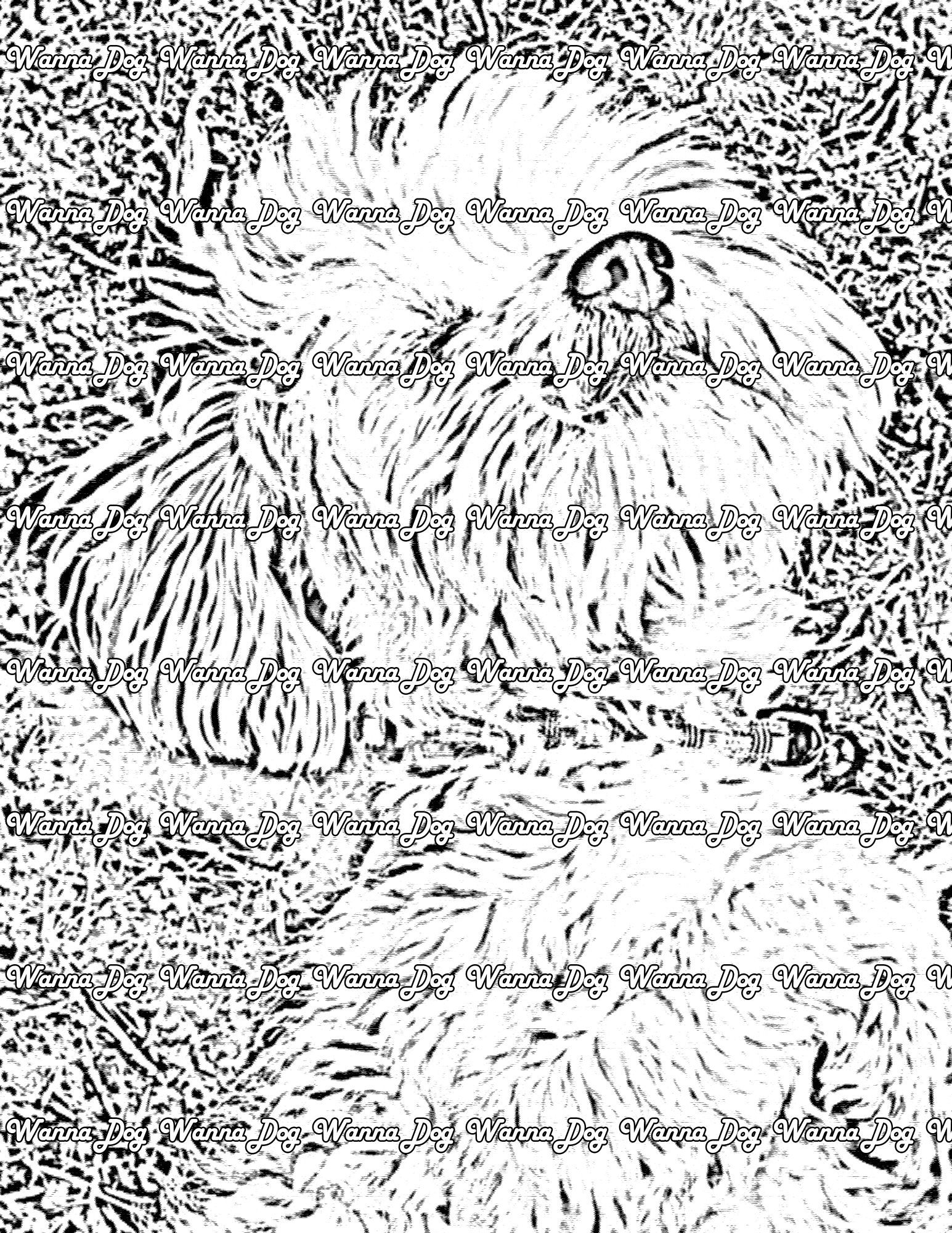 Maltese Coloring Page of a Maltese laying down in grass