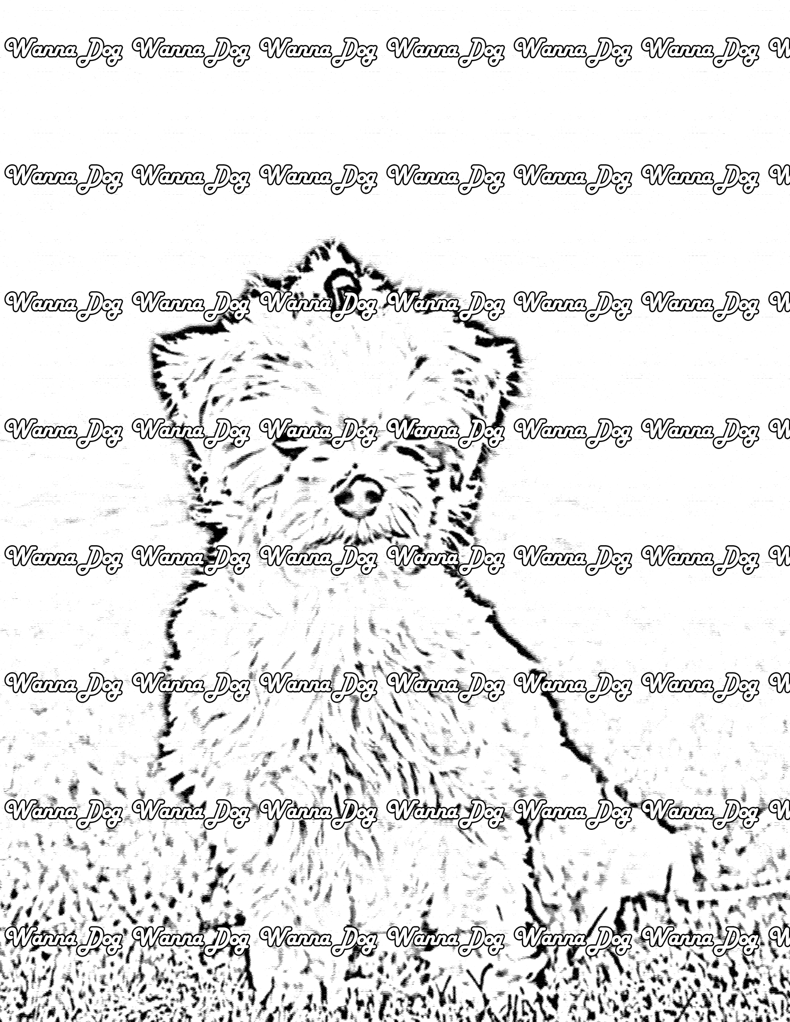 Maltese Coloring Page of a Maltese sitting in grass and looking at the camera