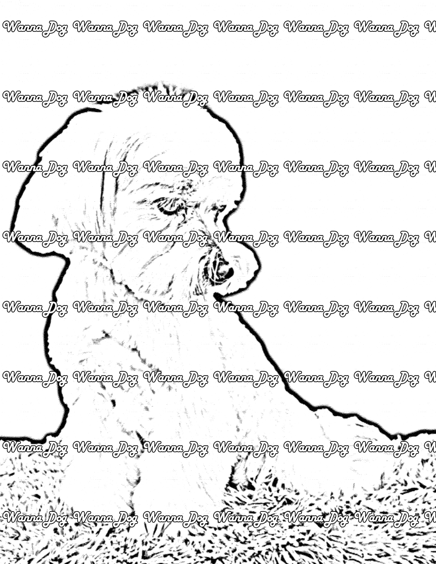 Maltese Coloring Page of a Maltese looking away from the camera