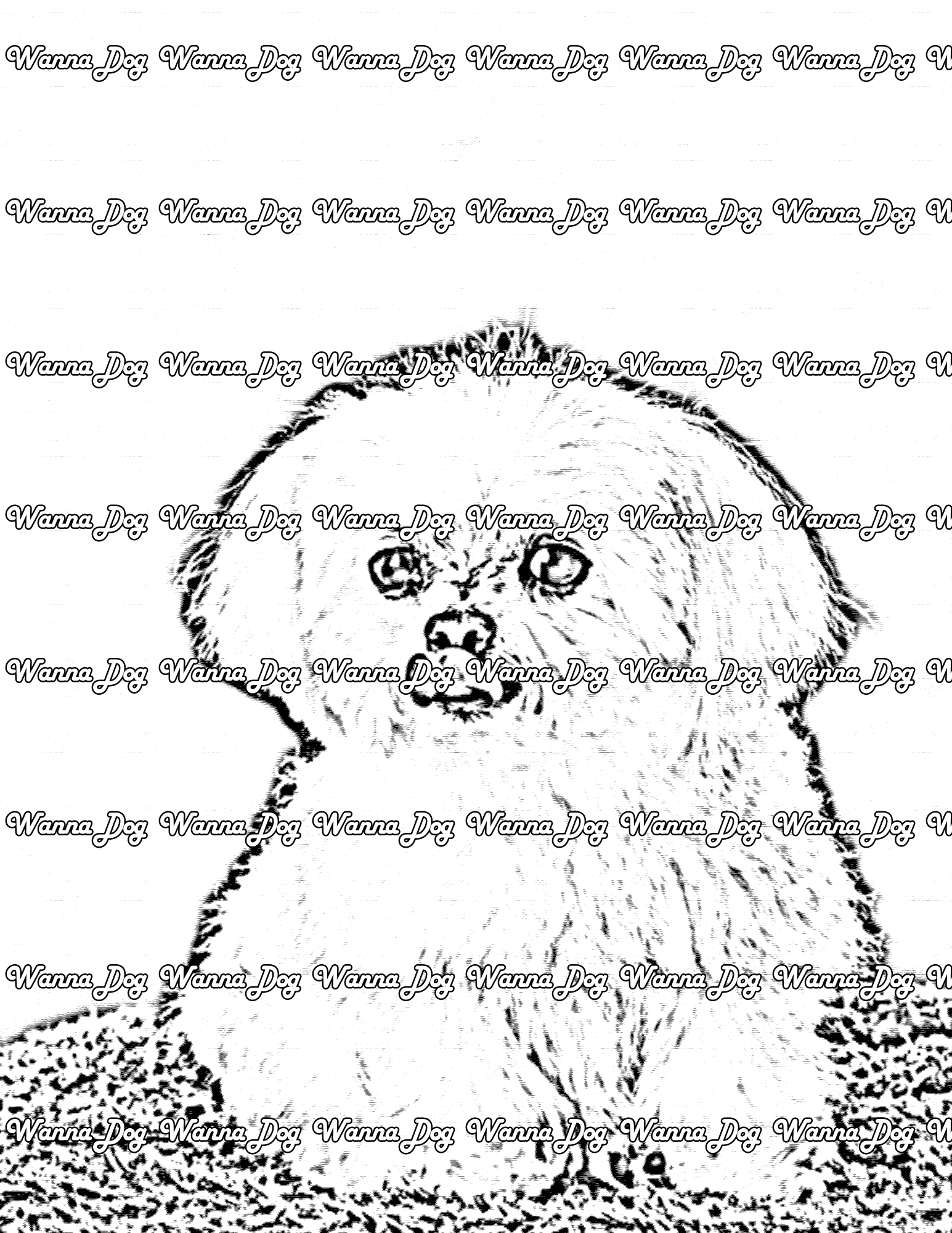 Maltese Coloring Page of a Maltese sitting while licking their nose