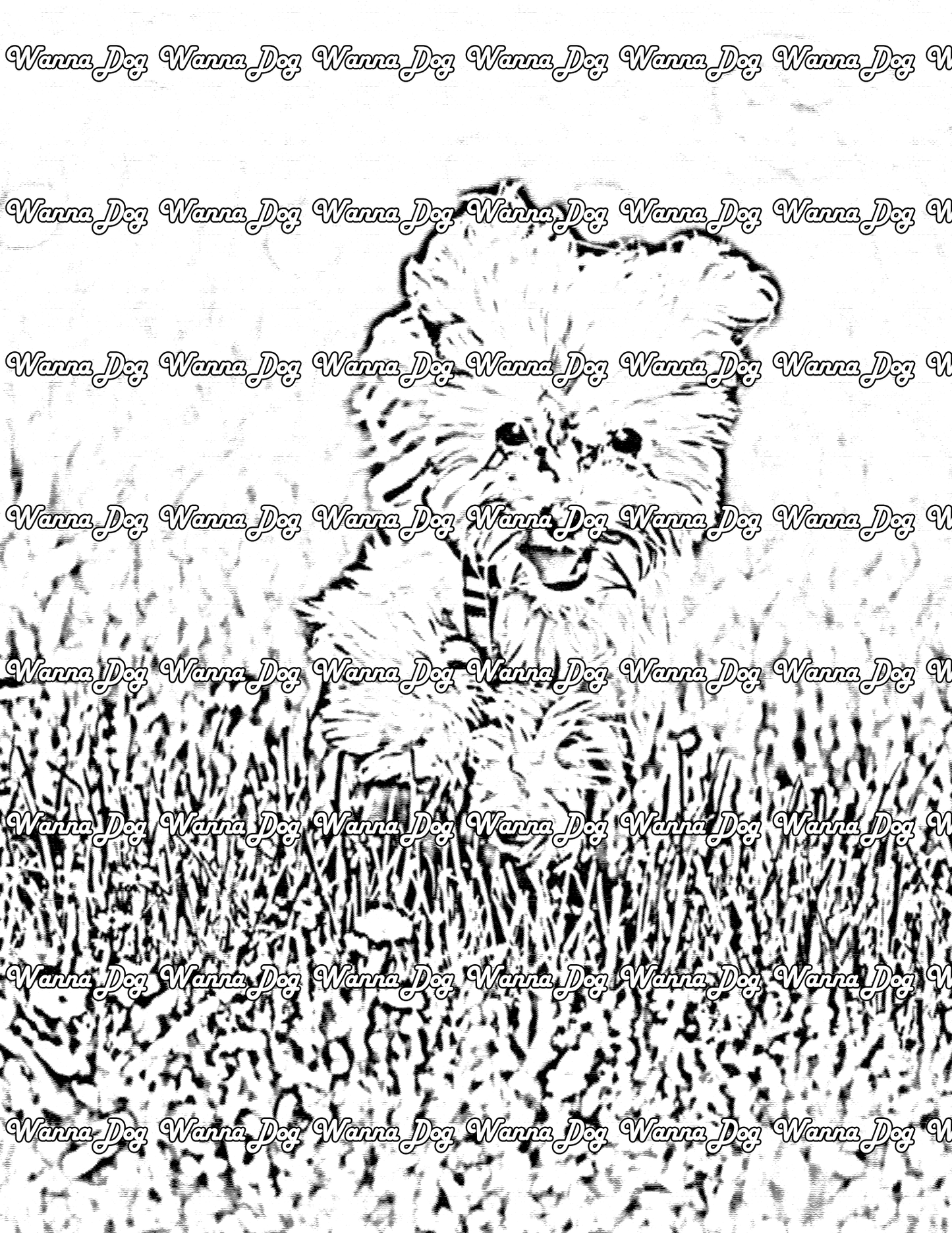 Maltese Coloring Page of a Maltese running in the grass