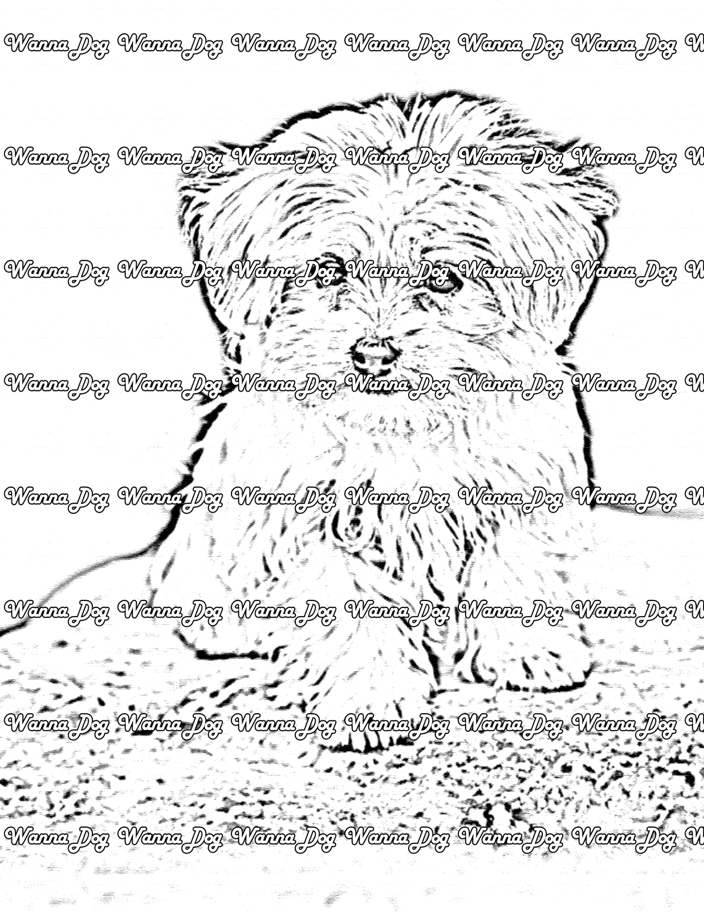 Maltese Coloring Page of a Maltese sitting on a rock