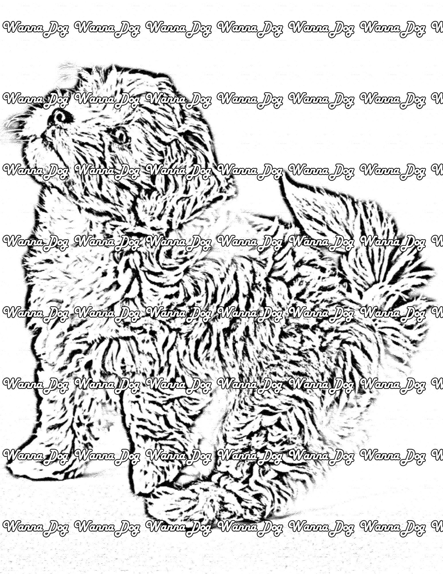 Maltipoo Coloring Page of a Maltipoo standing and posing