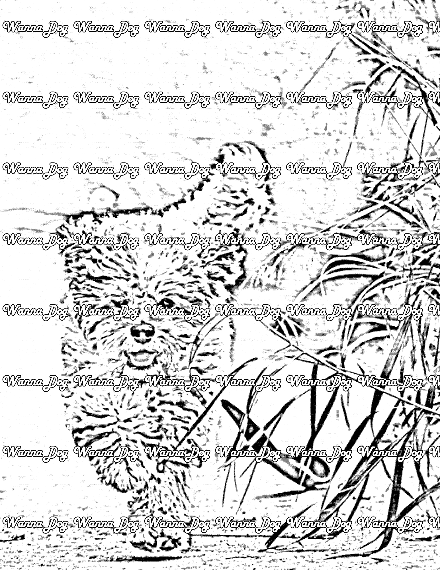 Maltipoo Coloring Page of a Maltipoo running