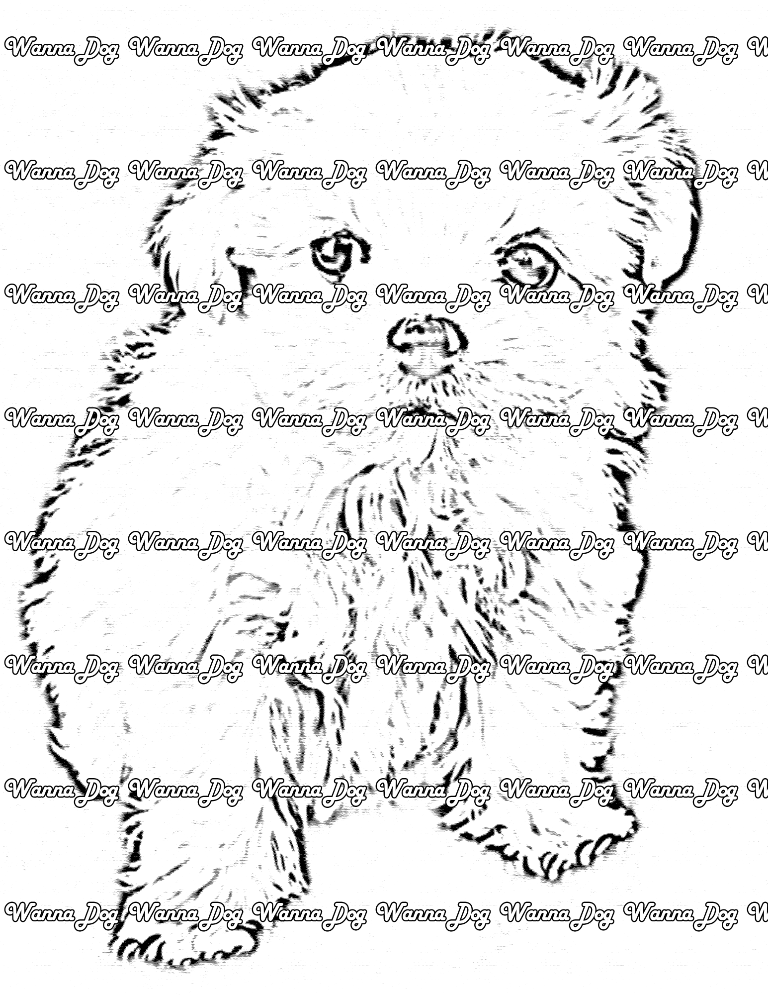 Maltipoo Coloring Page of a Maltipoo looking up at the camera