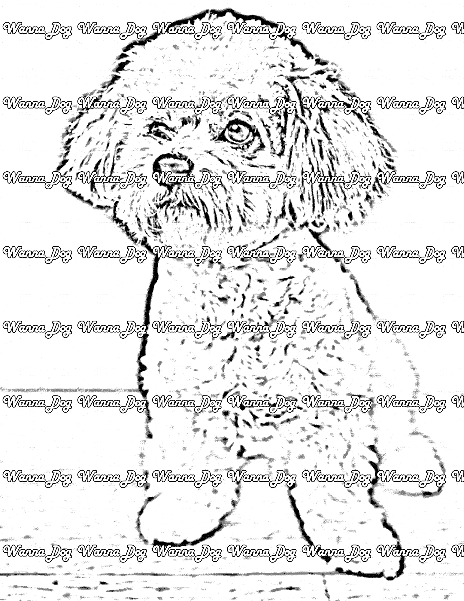 Maltipoo Coloring Page of a Maltipoo sitting looking away from the camera
