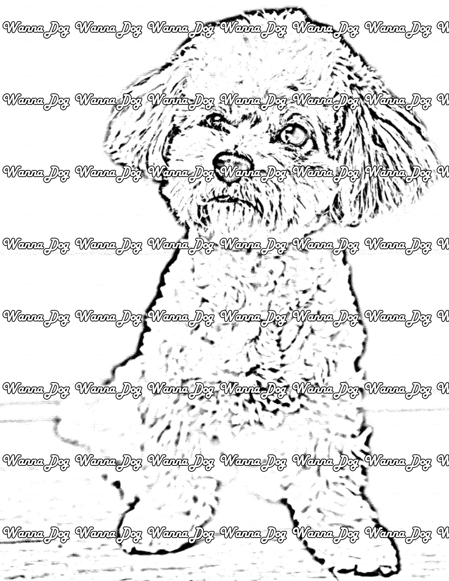 Maltipoo Coloring Page of a Maltipoo posing for the camera