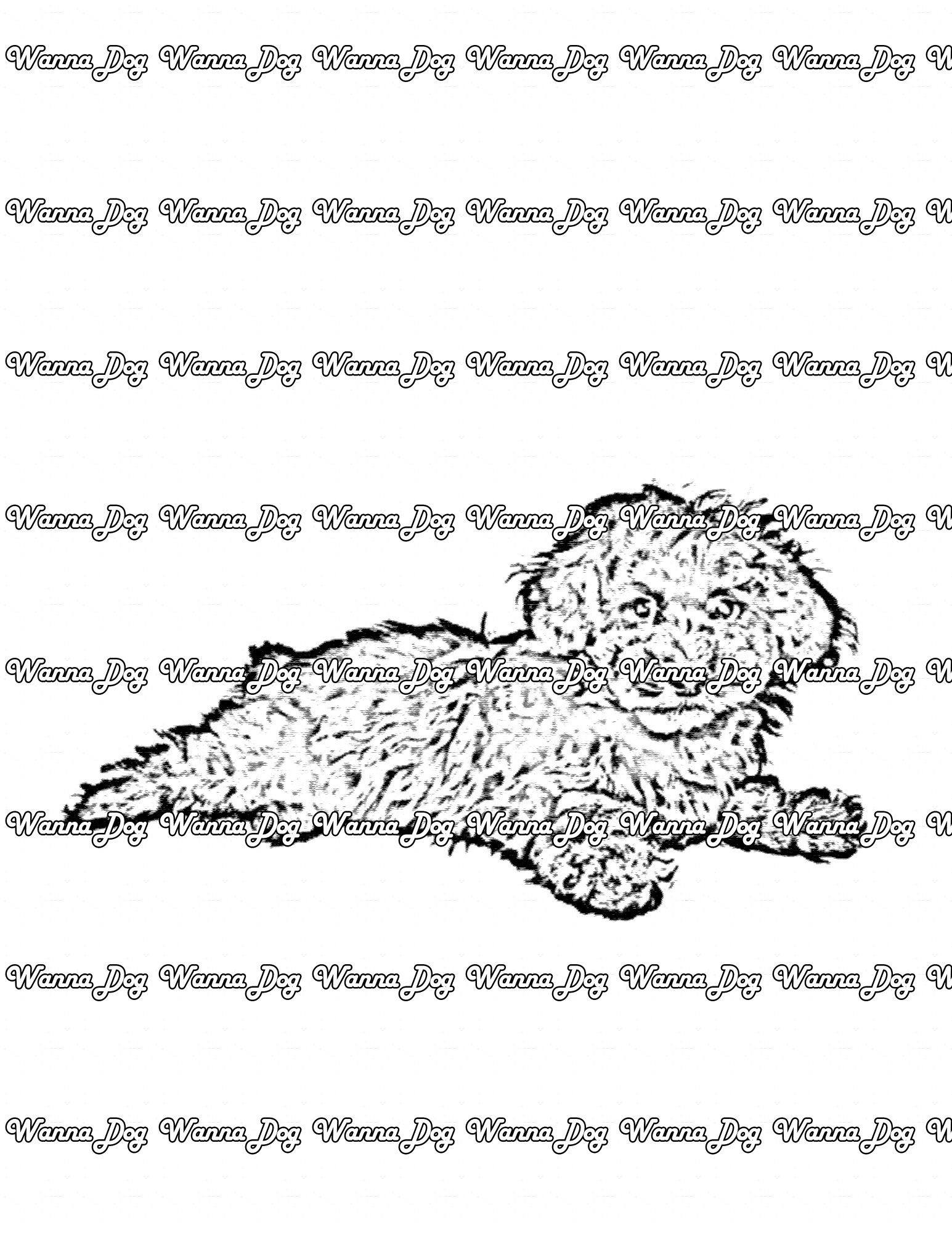 Maltipoo Coloring Page of a Maltipoo laying down