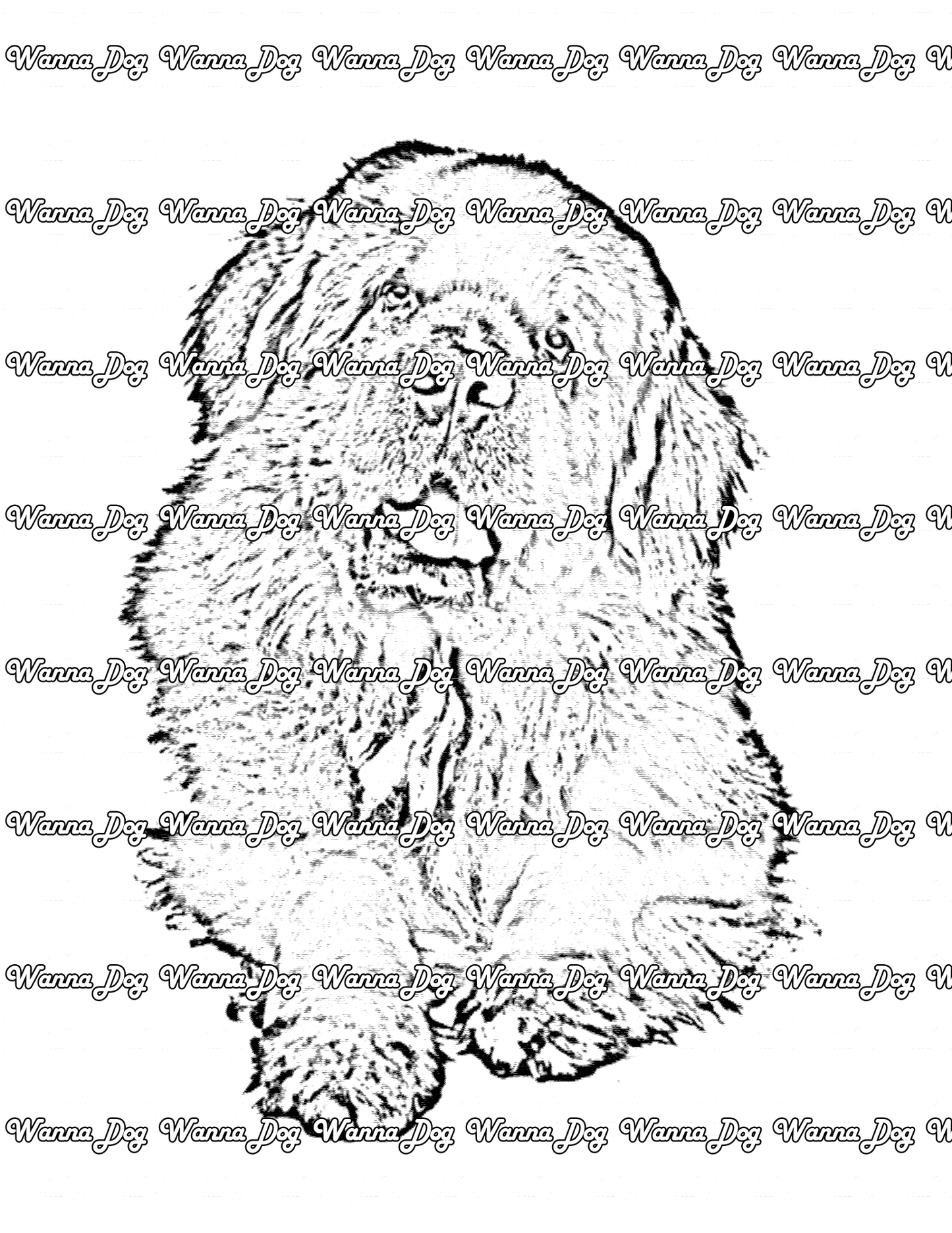 Newfoundland Coloring Page of a Newfoundland posing for the camera