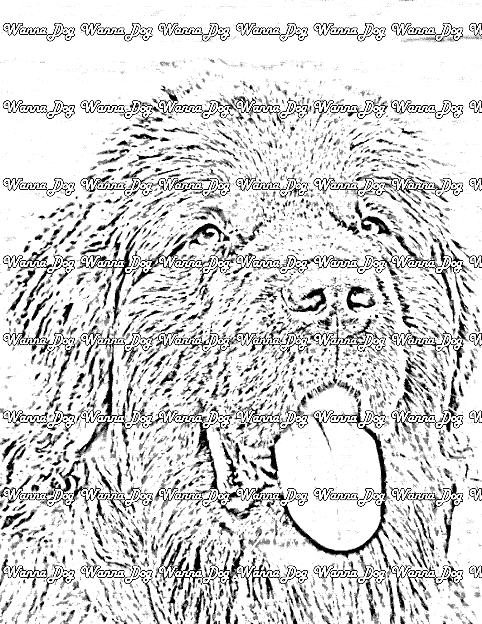 Newfoundland Coloring Page of a Newfoundland close up with their tongue out