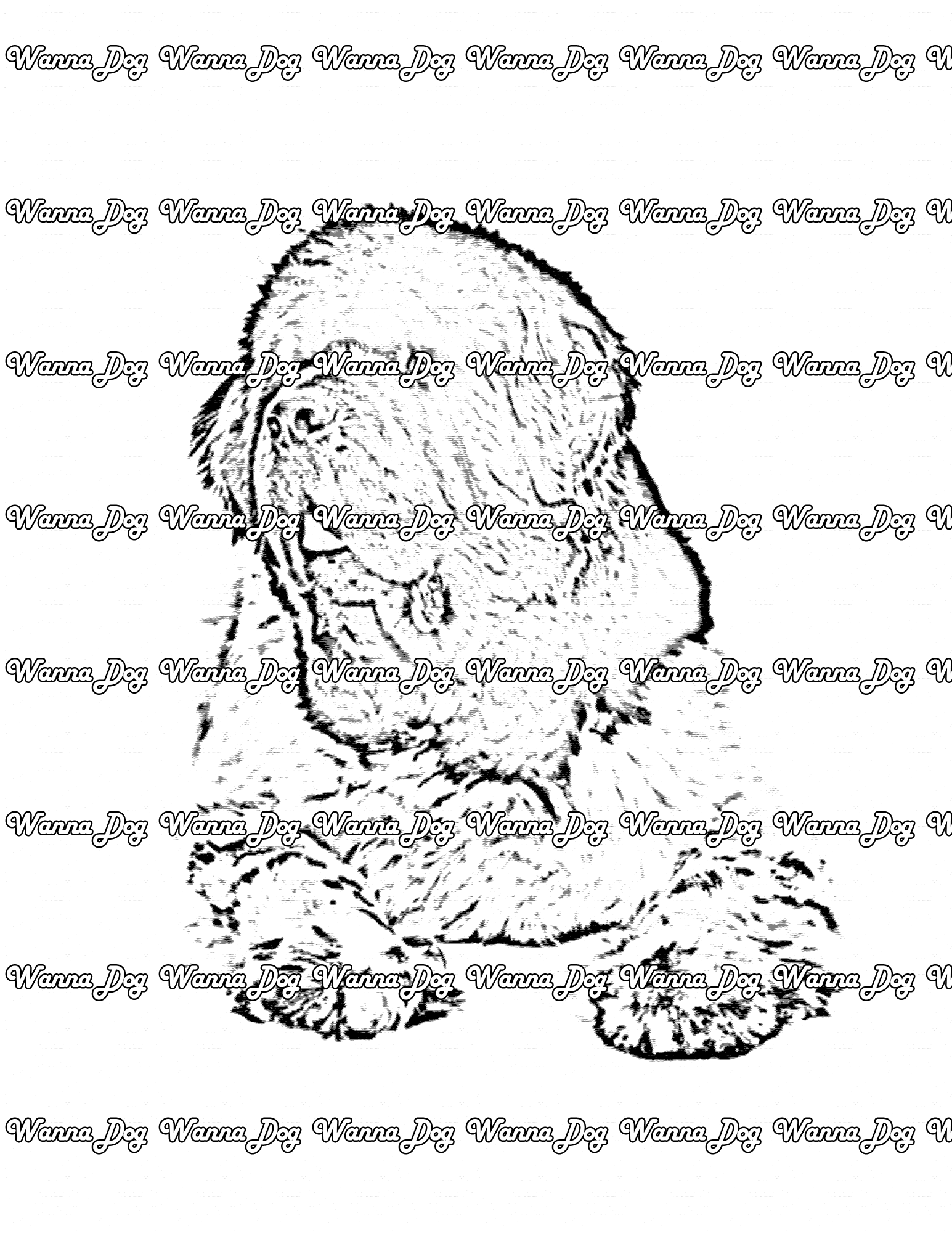 Newfoundland Coloring Page of a Newfoundland looking away from the camera